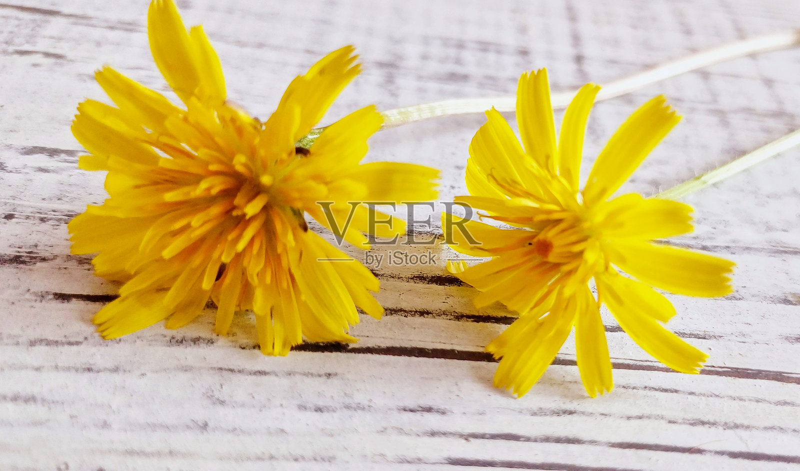 从白色木头上摘下的黄色雏菊。照片摄影图片