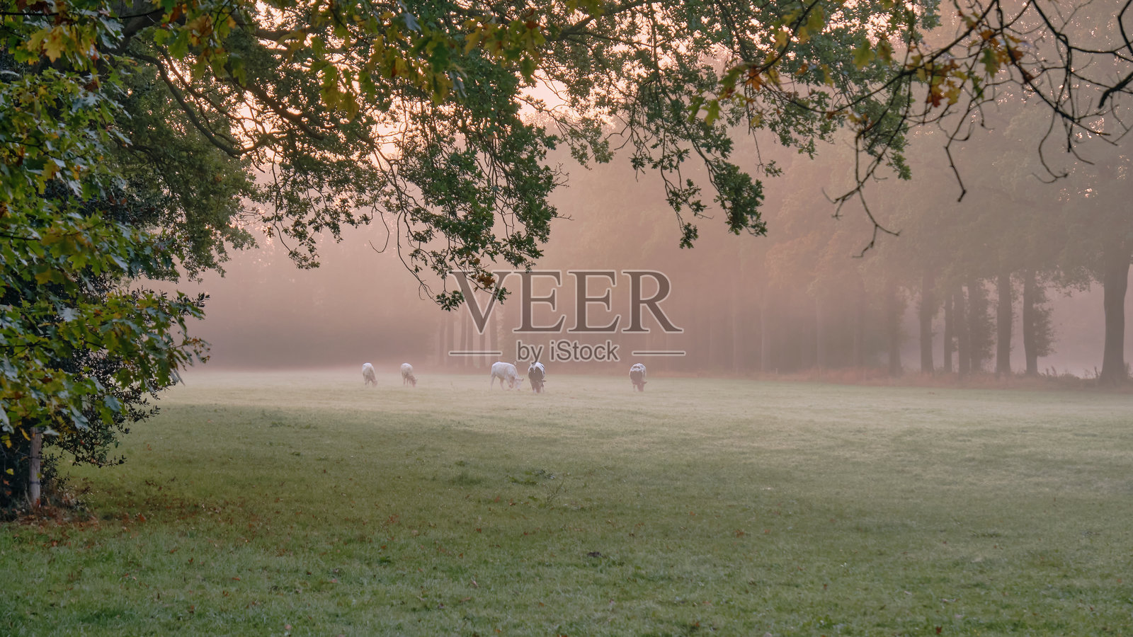 荷兰德伦特地区田野中的晨雾与吃草的牛群照片摄影图片