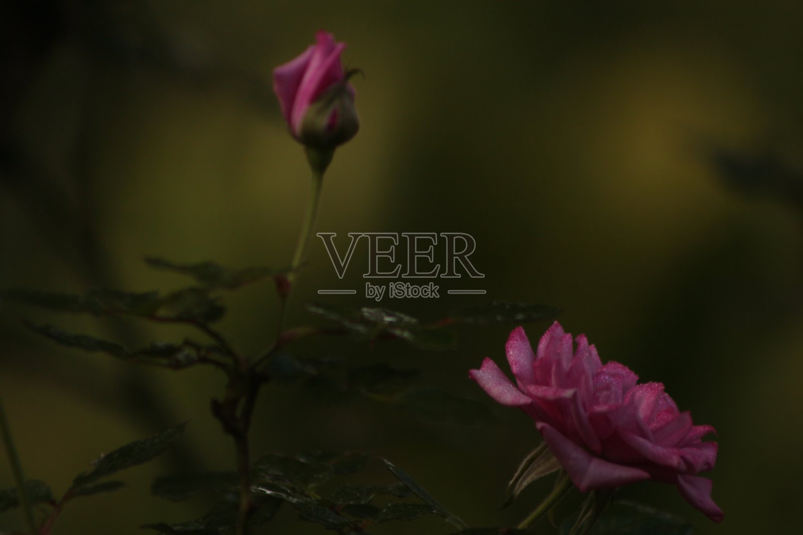 粉色玫瑰照片摄影图片