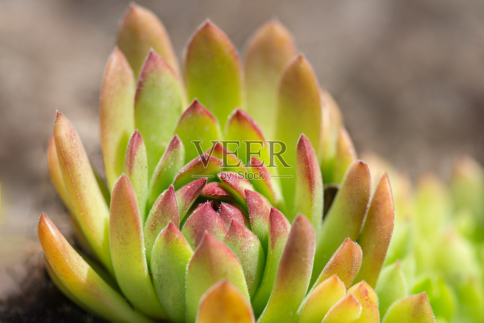 夏季生长在花岗岩栖息地的常见屋顶草（Sempervivum tectorum）植物。照片摄影图片