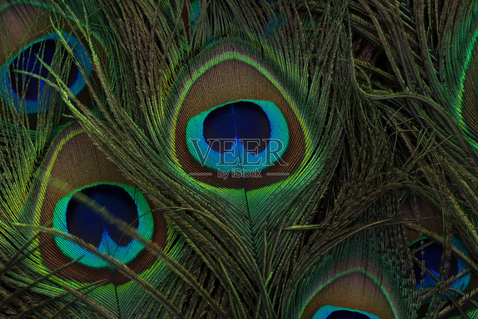 孔雀羽毛特写。选择性对焦。照片摄影图片
