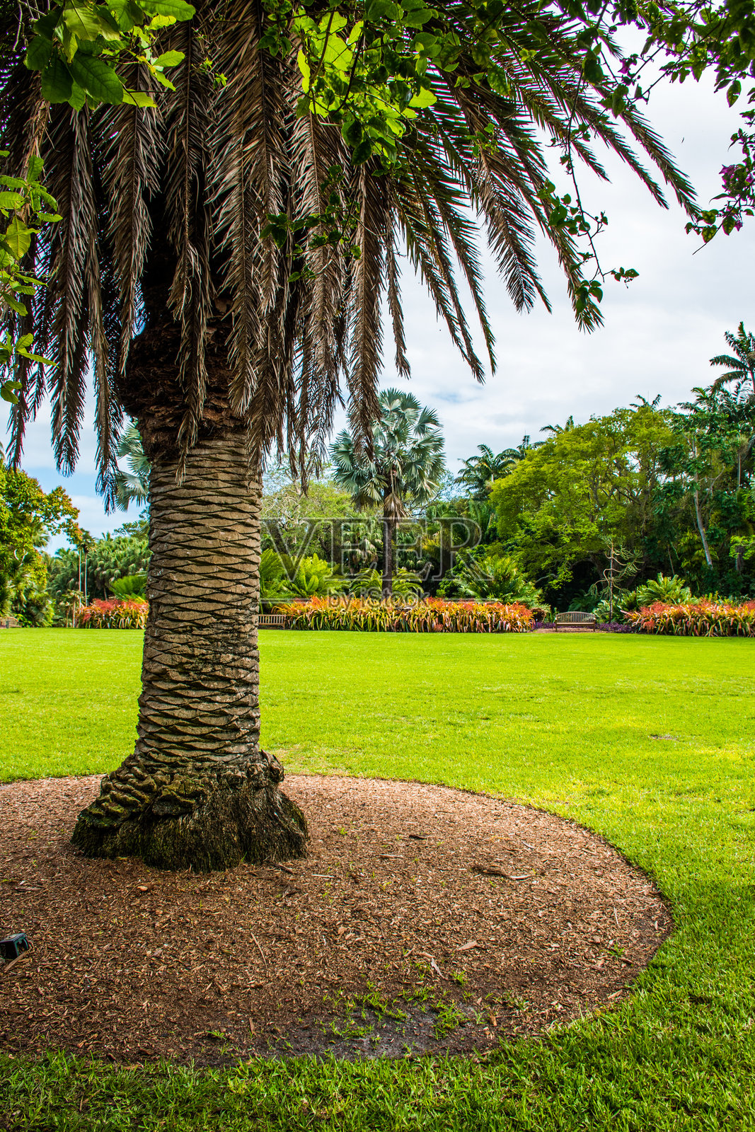 探索热带植物园，欣赏棕榈树。照片摄影图片