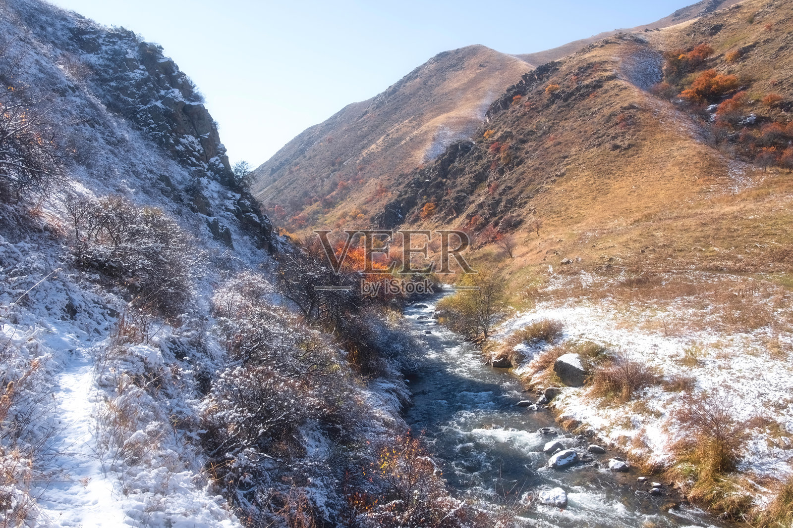 在红叶树下的小径上，第一场秋雪落在树上，这是一个位于山中的野生杏树果园，秋天与冬天交汇的地方。哈萨克斯坦阿拉木图的乌尊卡尔加利河峡谷。照片摄影图片