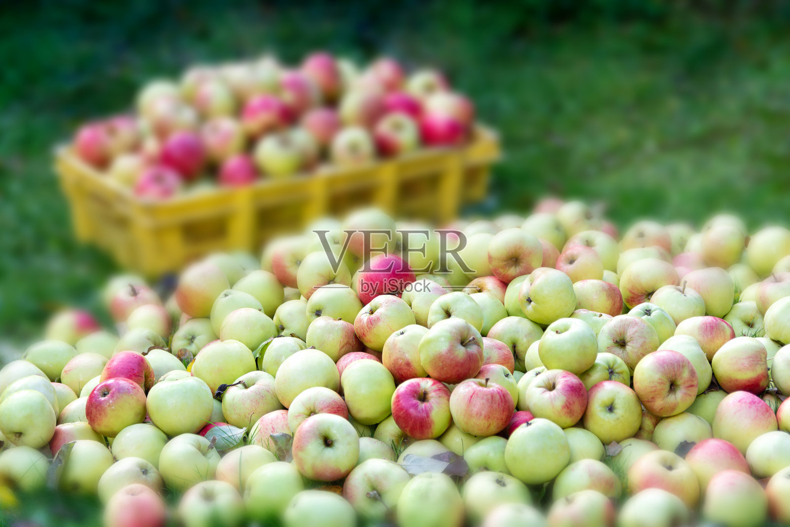果园里收获后的苹果装在箱子里。许多多汁的彩色苹果。农民们正在采摘成熟的苹果。照片摄影图片