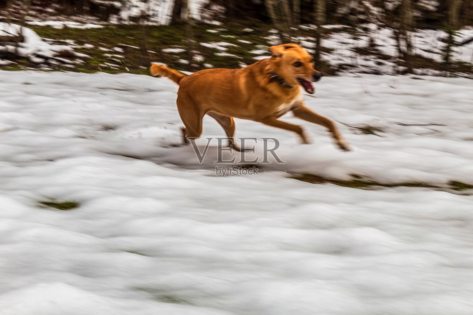 风景 - 森林 - 欧洲，罗马尼亚，苏恰瓦地区照片摄影图片