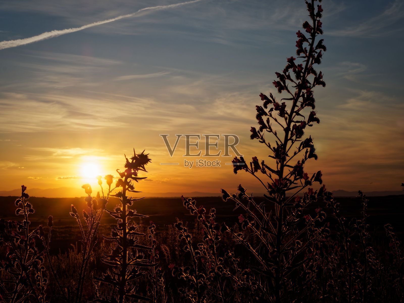 日落时分的野花剪影照片摄影图片