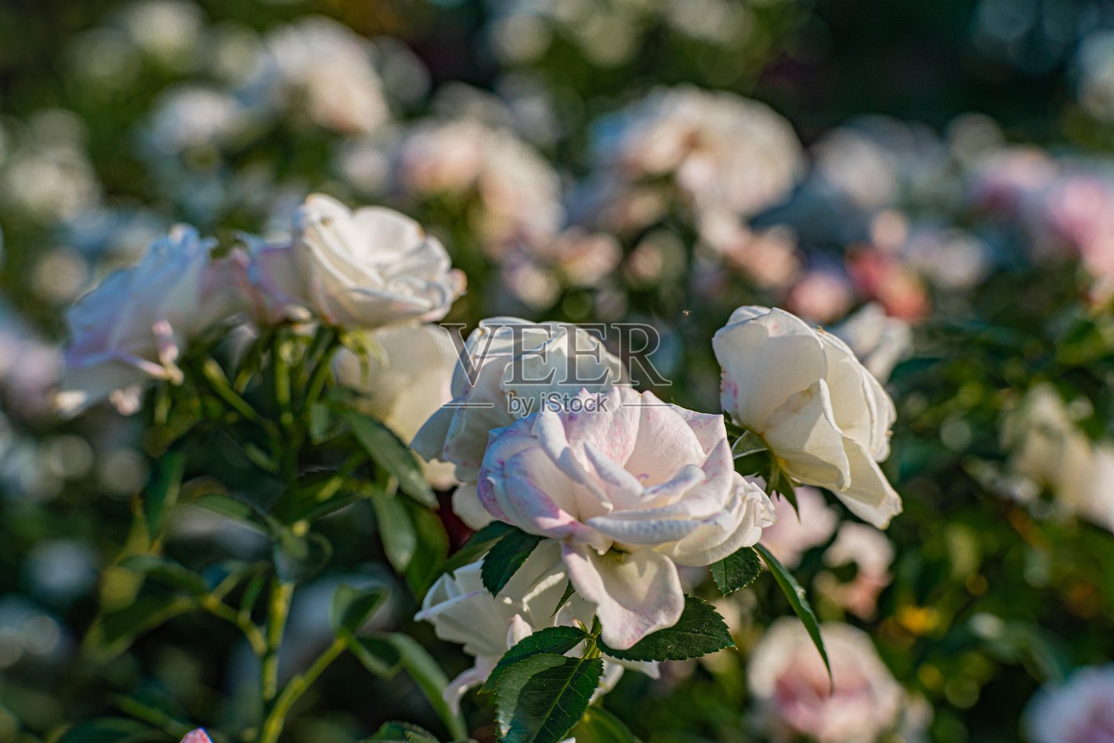 未绽放的淡粉白色玫瑰特写，周围有绿色叶子和茎，浅景深，阳光明媚的日子。照片摄影图片