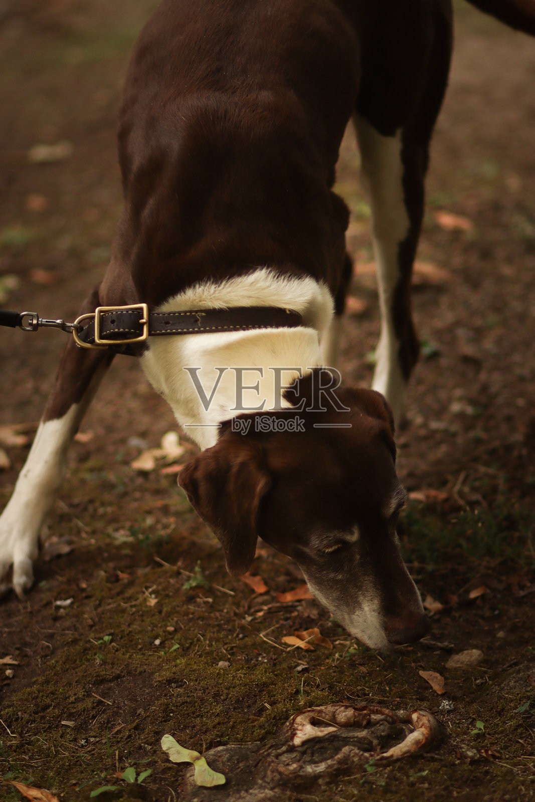 小散步照片摄影图片