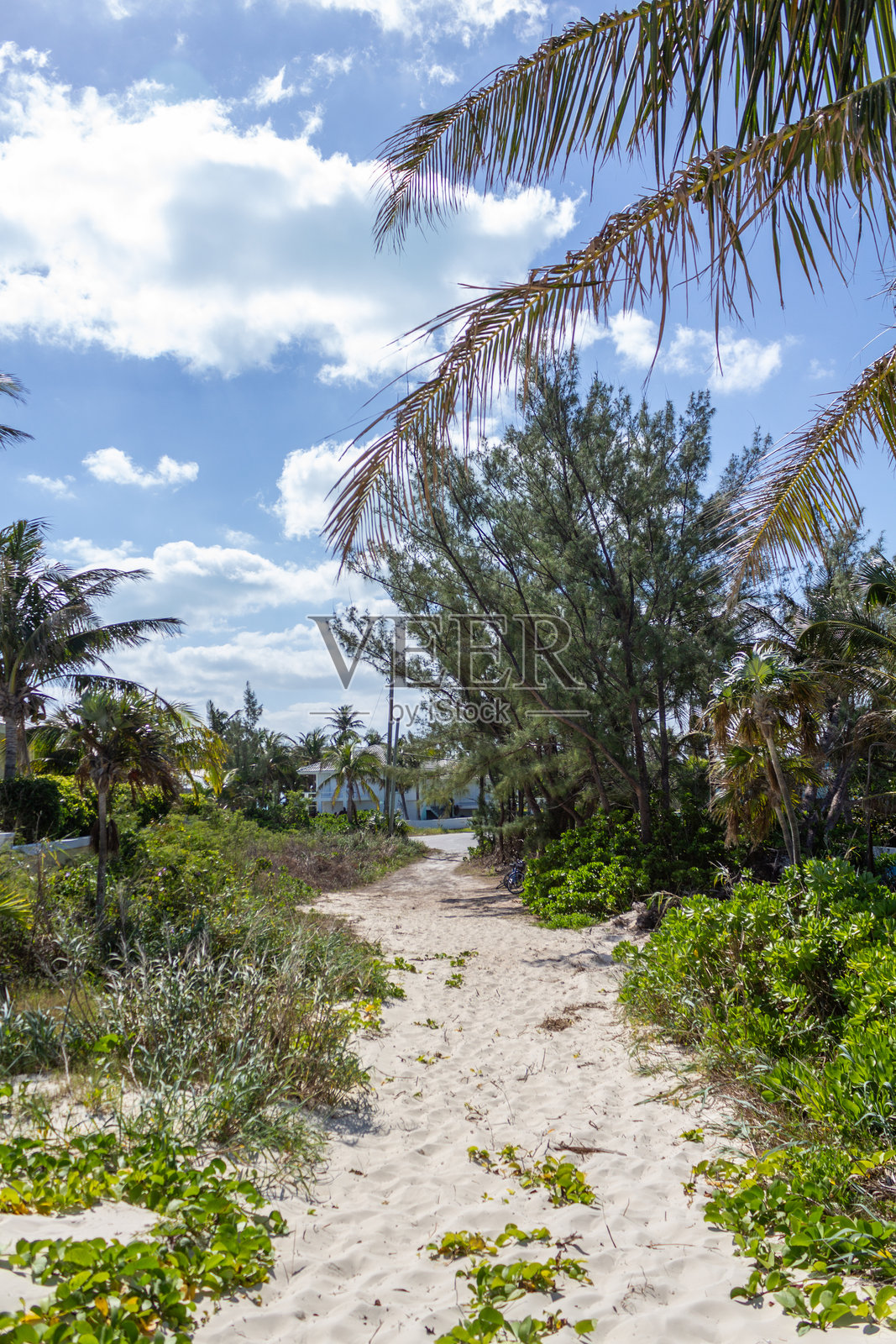 沿着沙滩的海岸小径，穿过热带植被和蓝天照片摄影图片