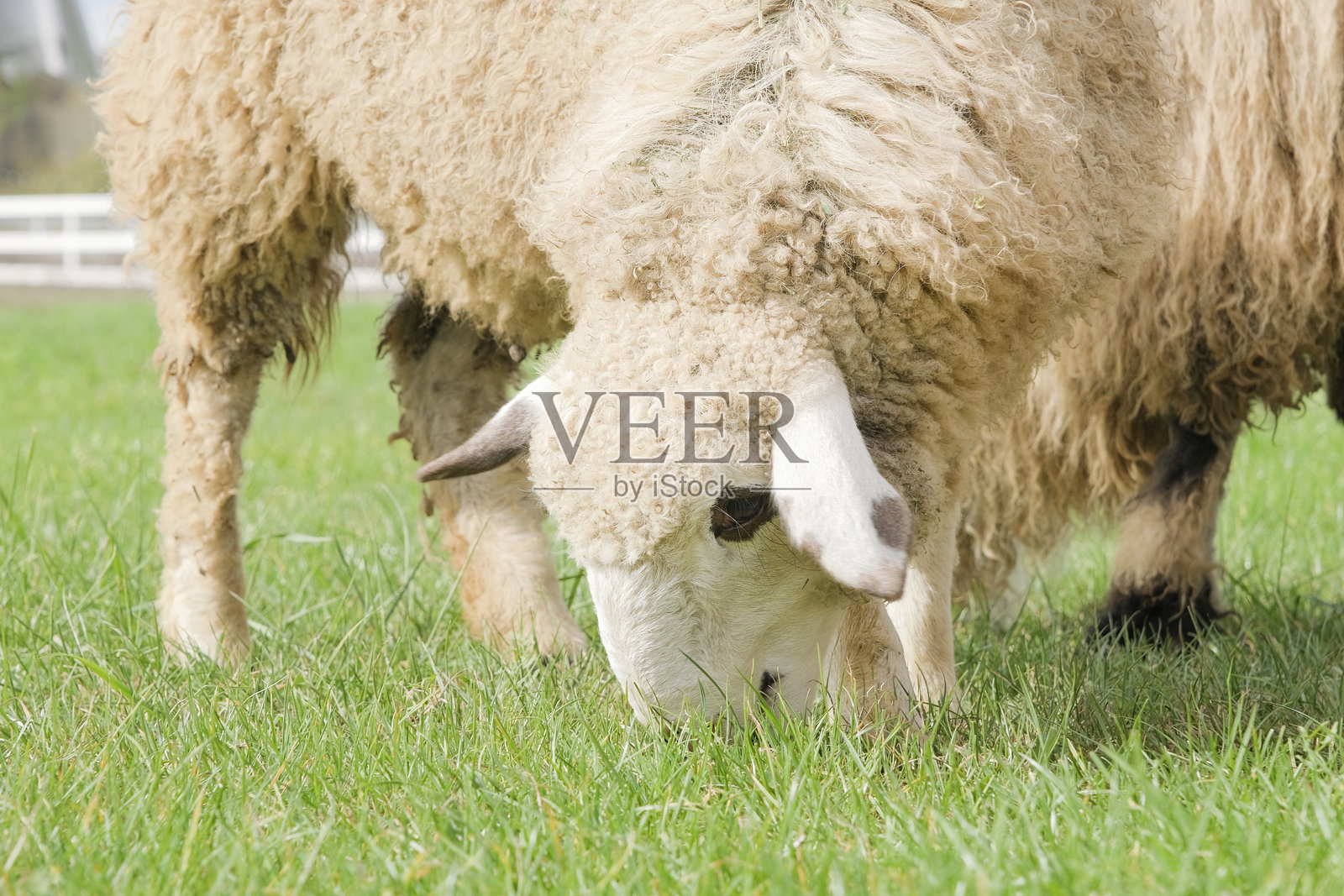 剃毛的羊在草地上休息，安静地观察周围环境照片摄影图片