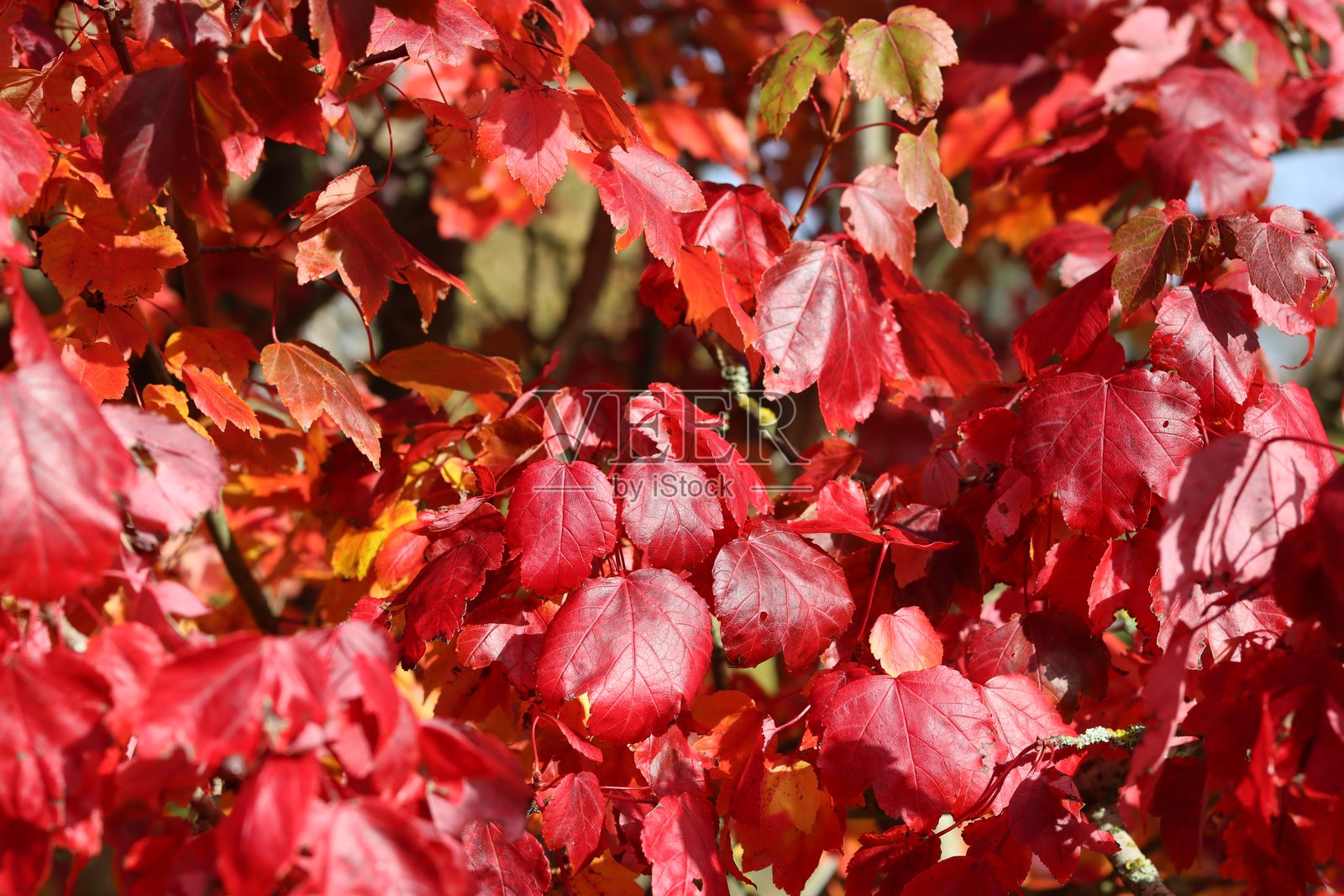 鲜红的枫树叶照片摄影图片