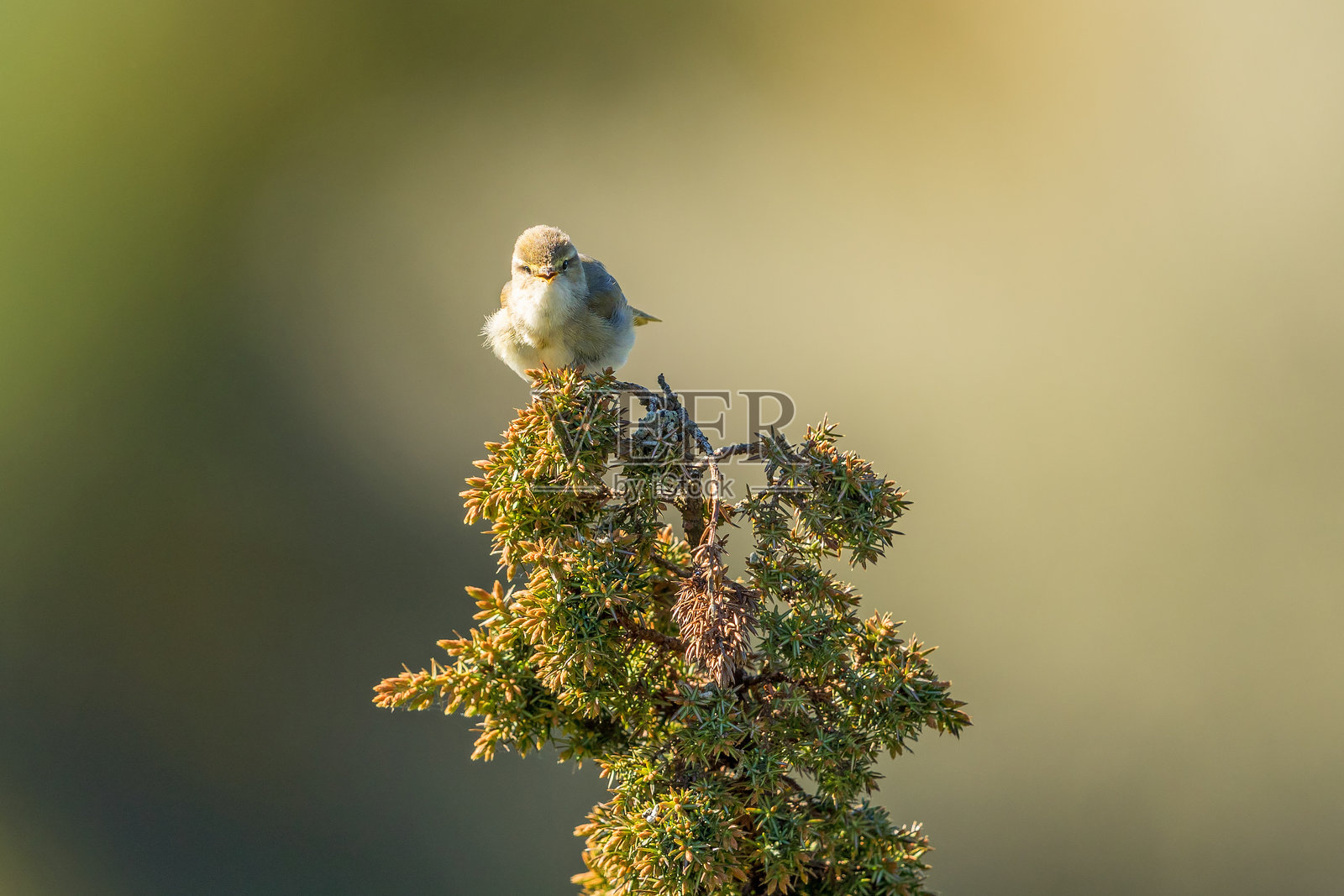 柳莺栖息在杜松枝上歌唱照片摄影图片