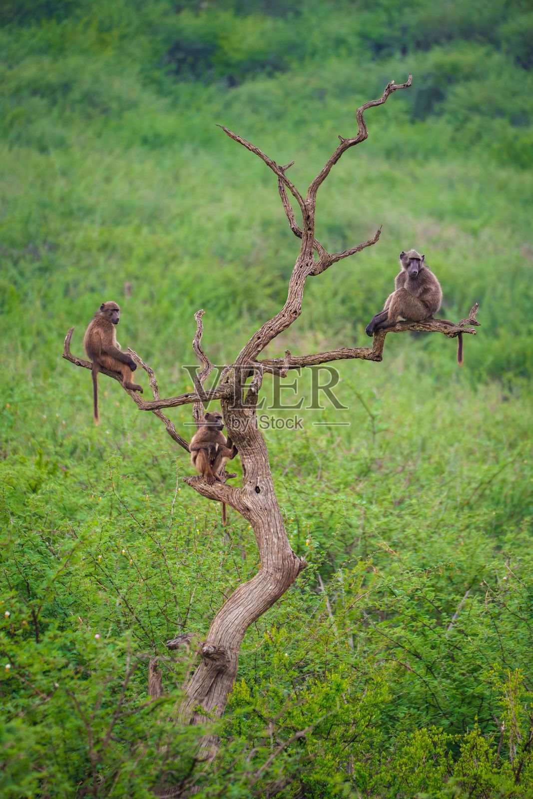 在郁郁葱葱的风景中，扭曲树上的狒狒。照片摄影图片
