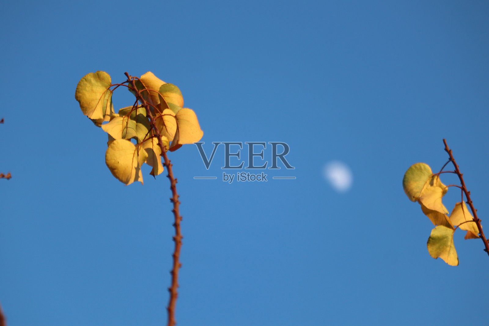 秋天照片摄影图片