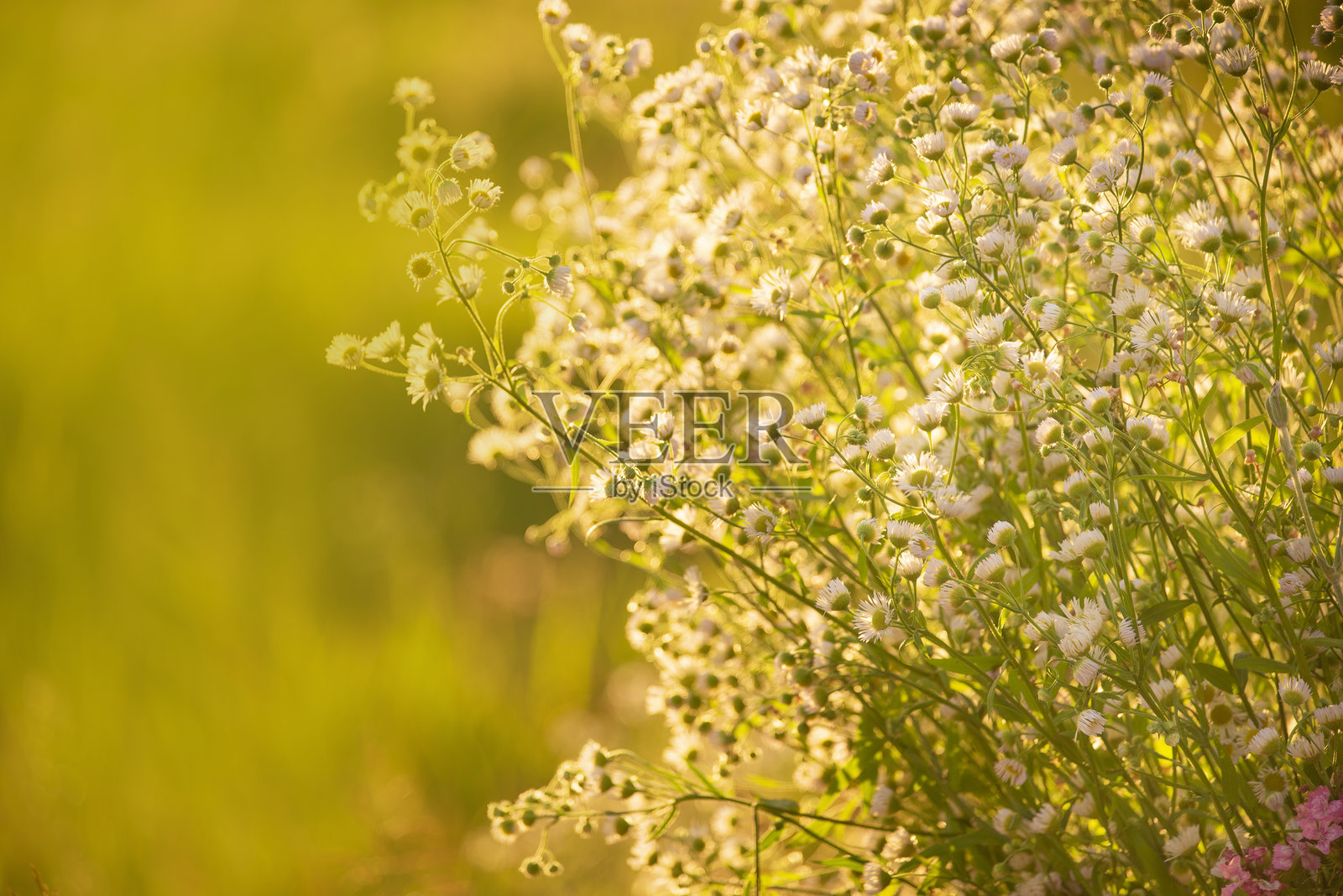 温暖阳光下的野花。柔和的暖色调。照片摄影图片