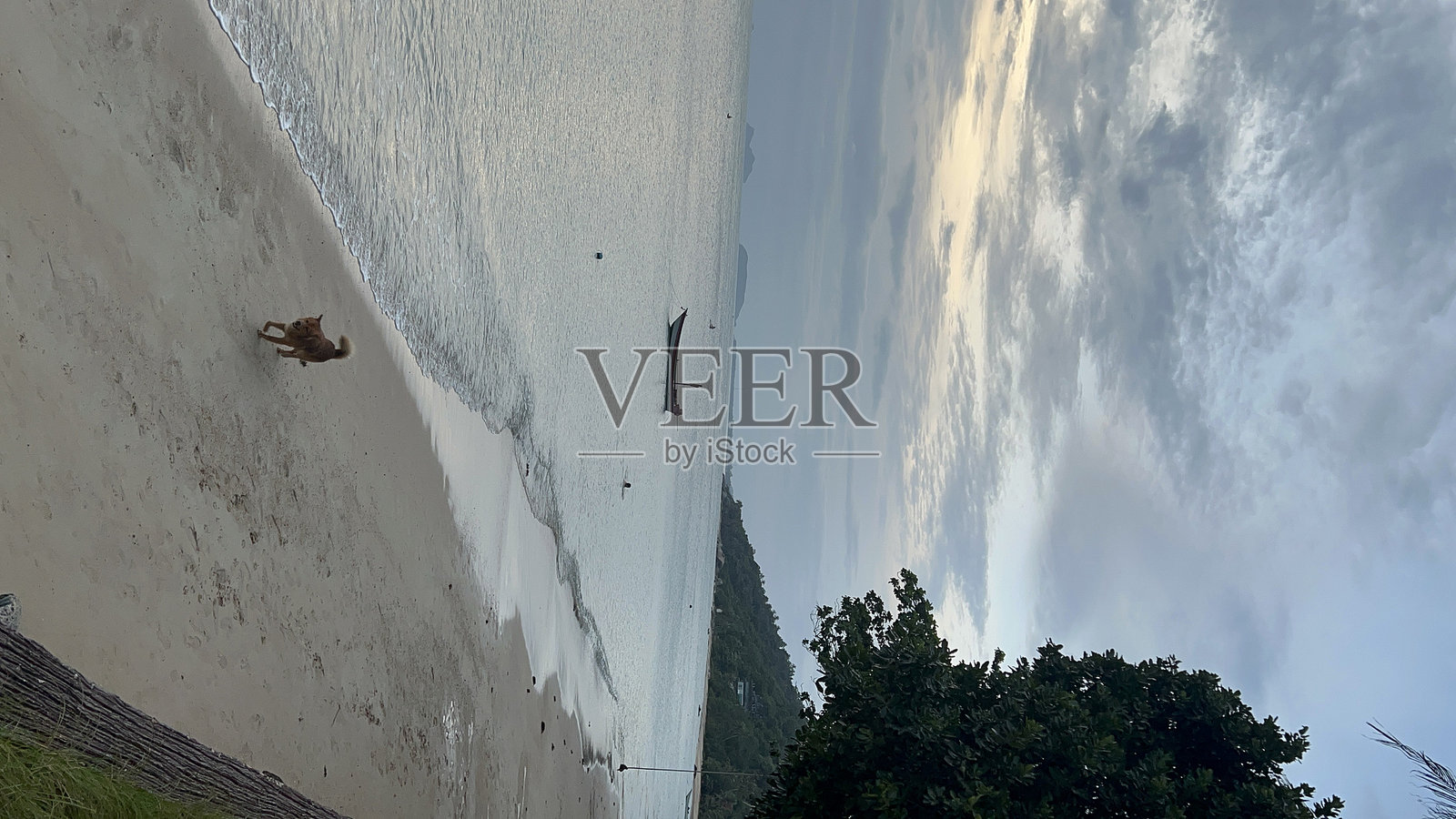 海滩上安静的狗照片摄影图片