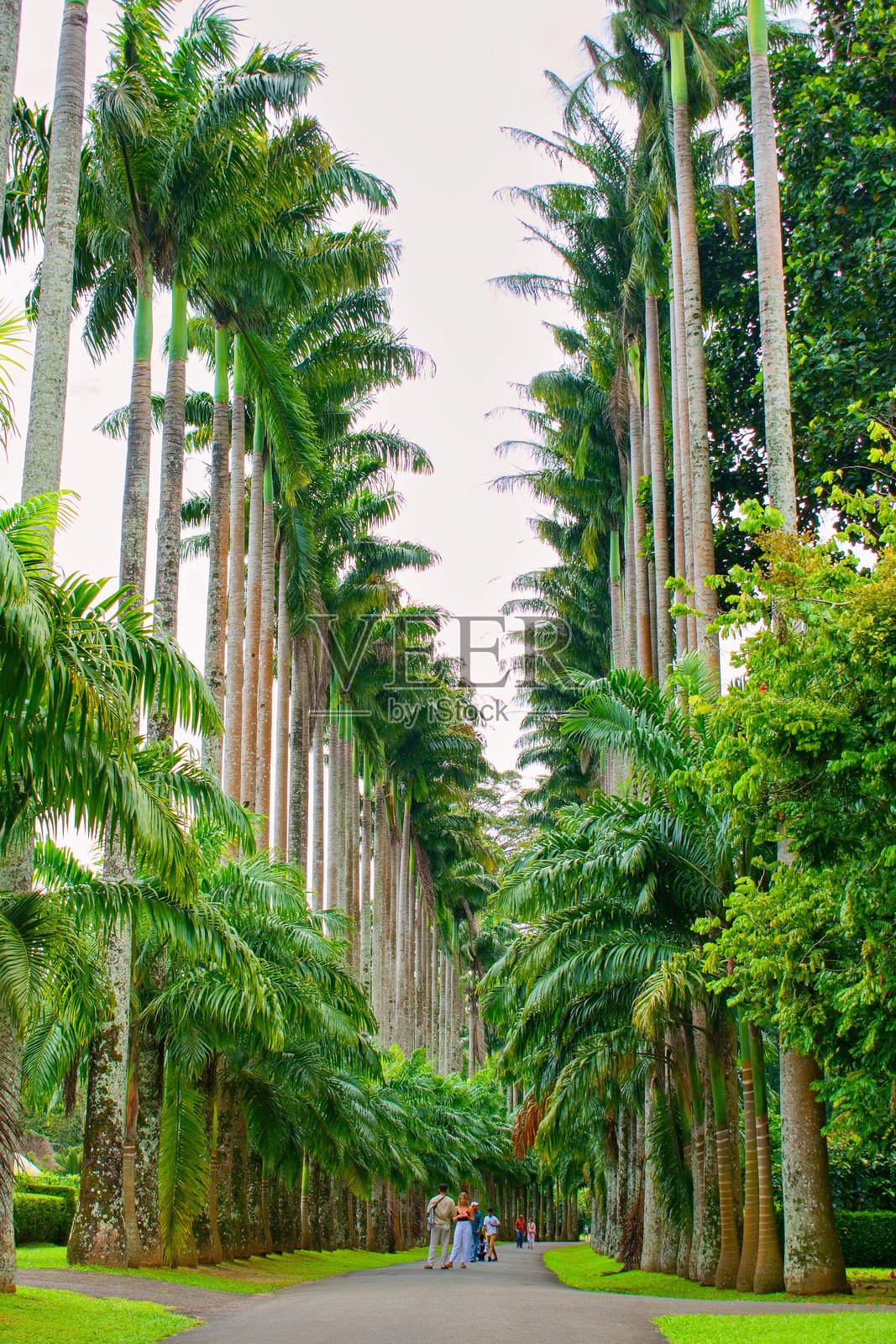 斯里兰卡康提佩拉德尼亚皇家植物园的棕榈树小道照片摄影图片