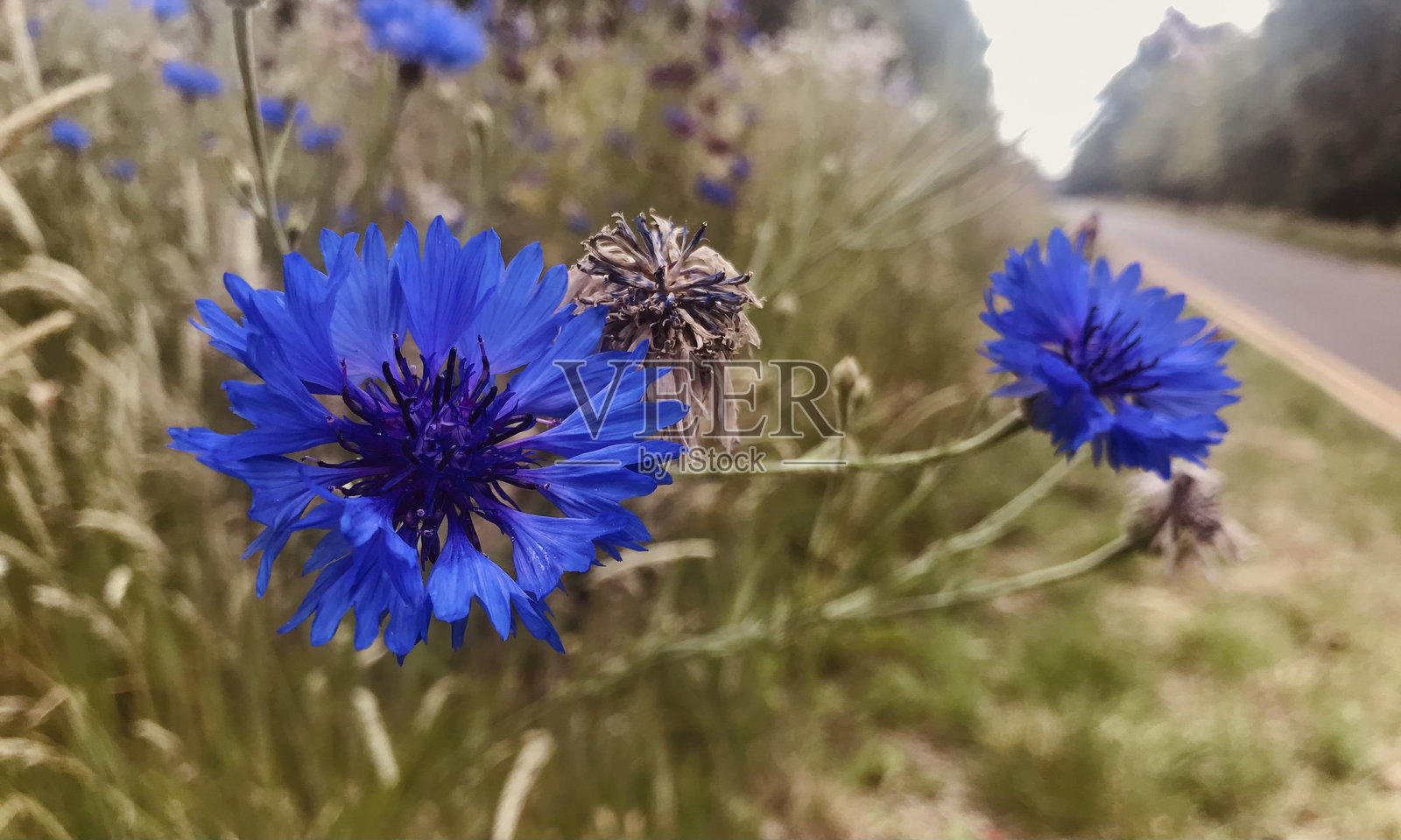 选择性聚焦的特写镜头，明亮的海军靛蓝色密集矢车菊在茂盛的柔和绿色高野草丛中盛开，微风轻拂背景。照片摄影图片