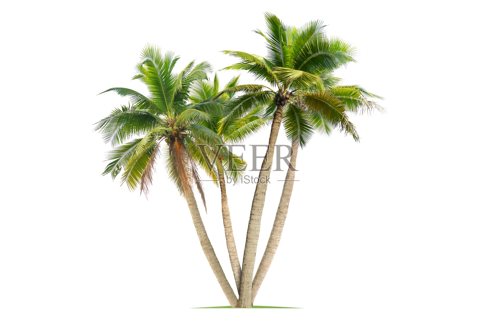 椰子树。照片摄影图片