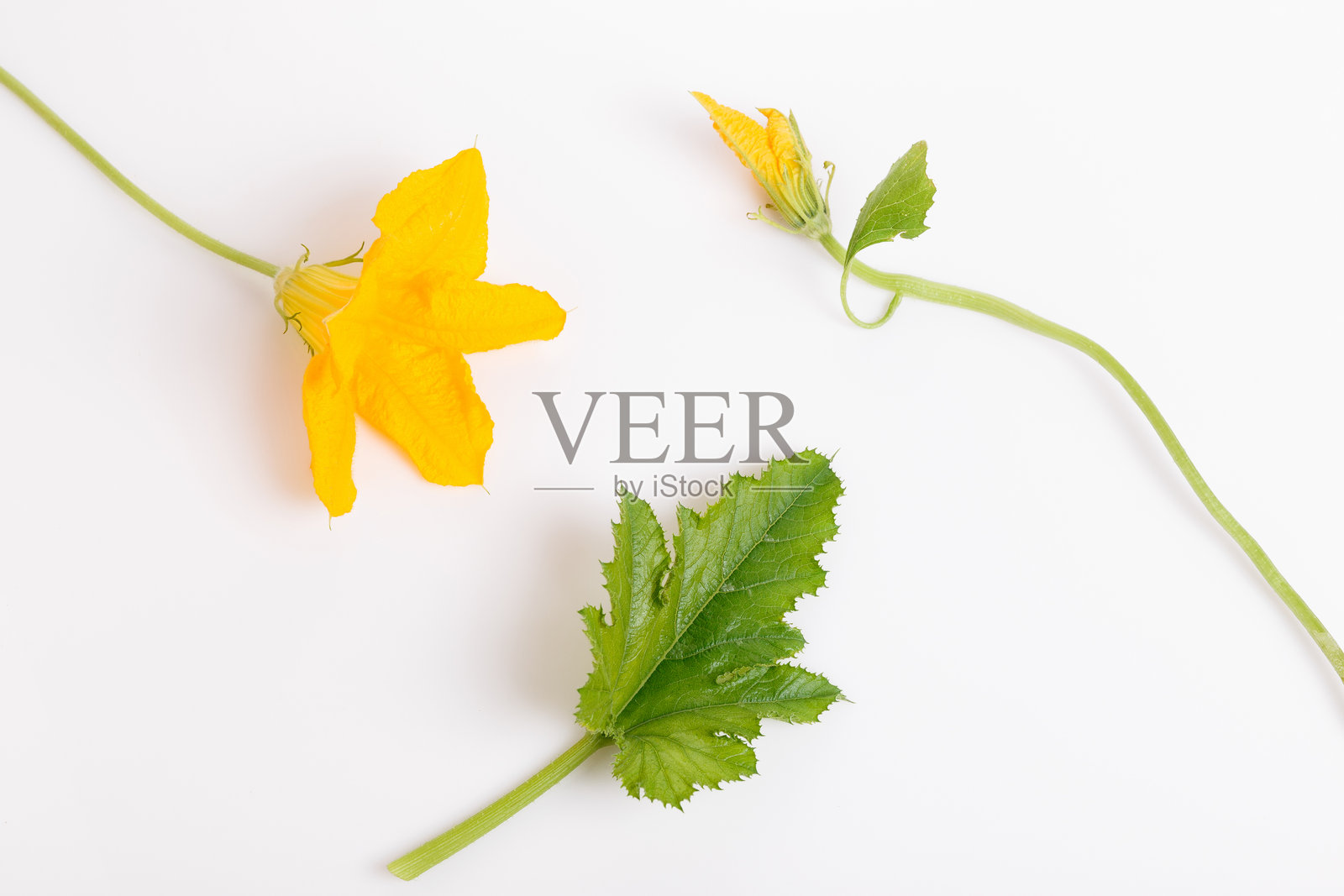 新鲜绿色西葫芦切片，孤立在白色背景上照片摄影图片