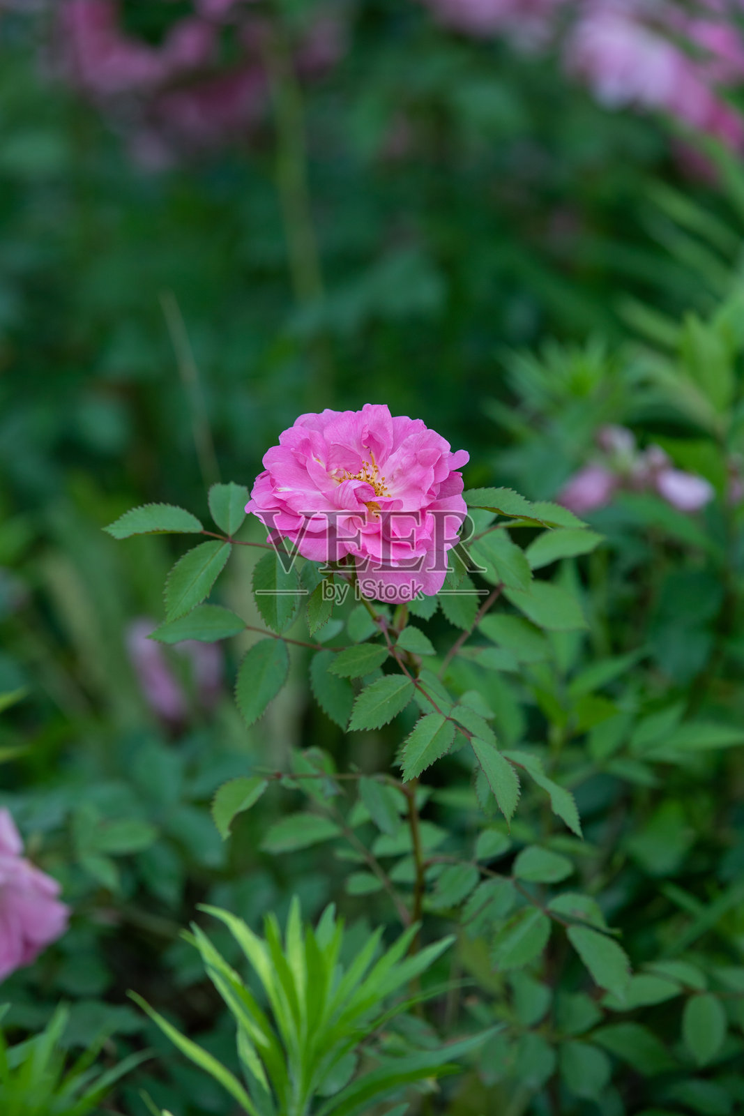 粉色月亮季节照片摄影图片