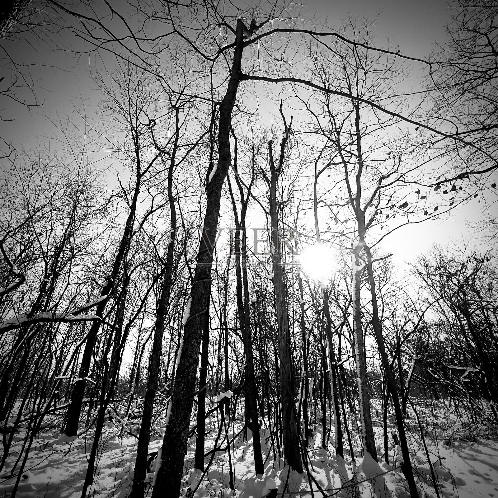 冬季森林，阳光明媚。照片摄影图片