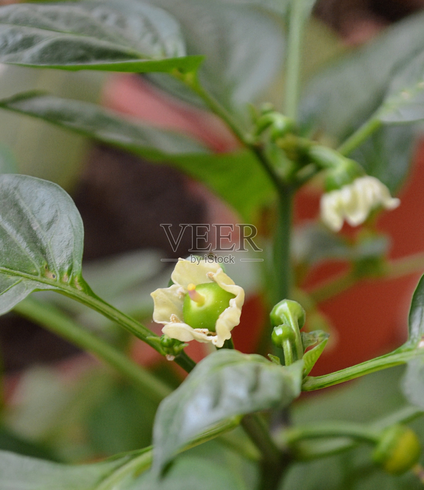 甜椒是辣椒属（Capsicum annuum）中Grossum栽培组植物的果实。甜椒在植物学上被视为水果，但在烹饪中被视为蔬菜。小型婴儿甜椒从花朵中生长出来。照片摄影图片