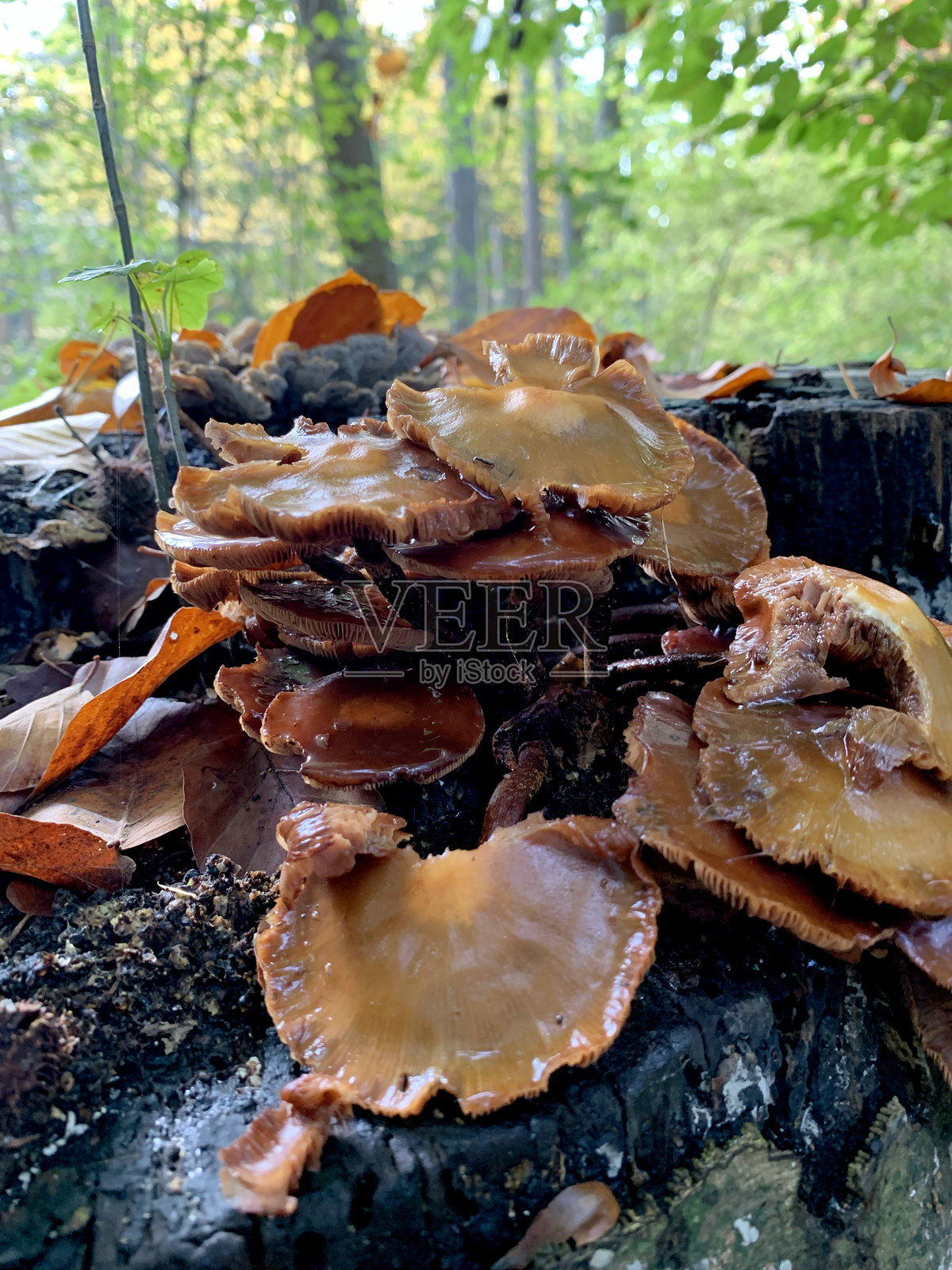 森林中的棕色蘑菇照片摄影图片