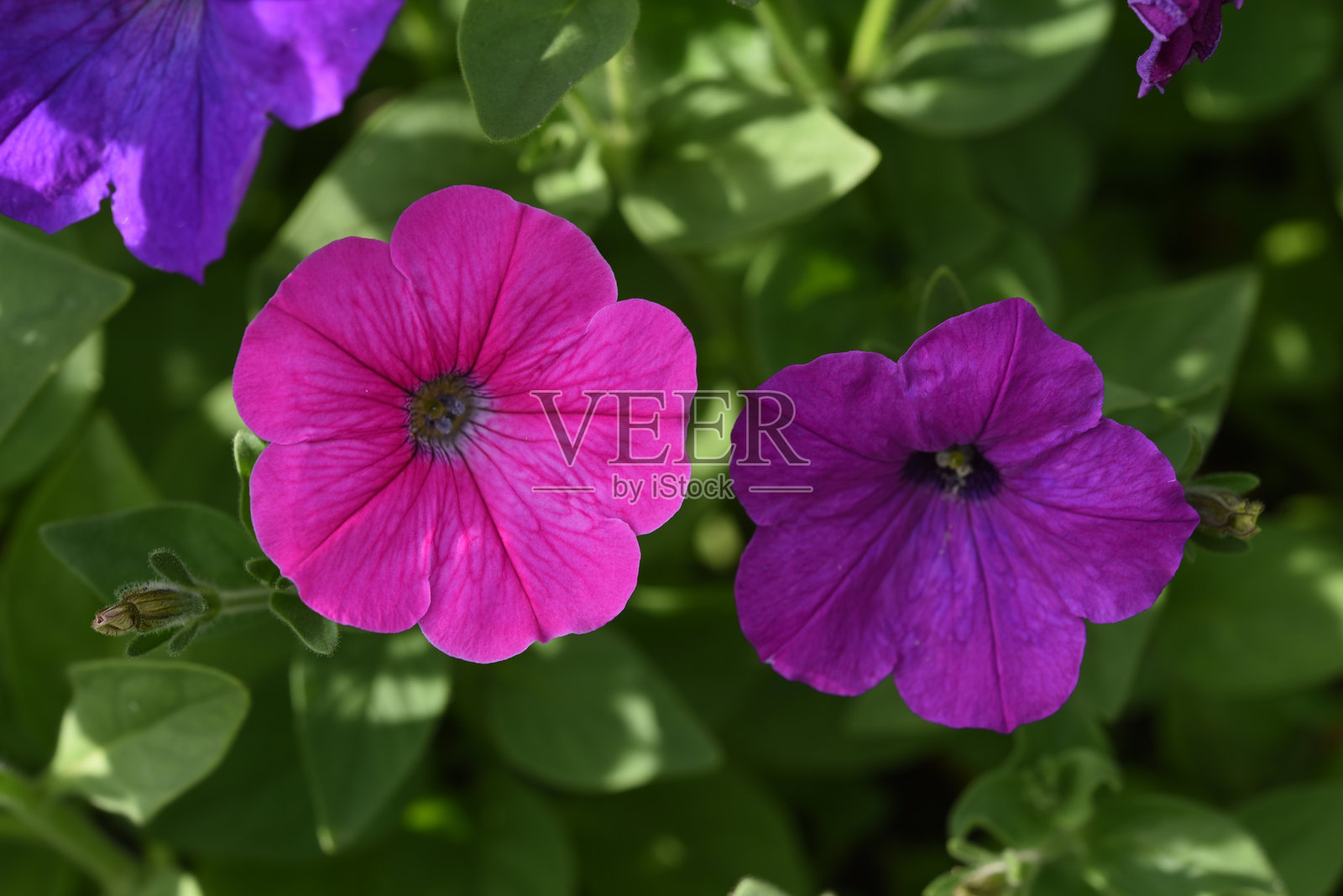 夜来香牵牛花。花园中盛开的色彩斑斓的大型牵牛花。照片摄影图片