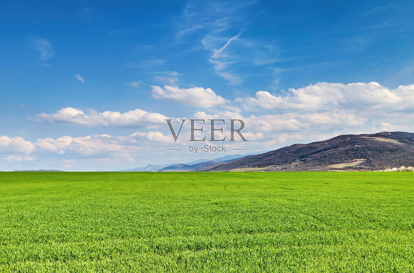 新鲜的绿色田野和蓝天照片摄影图片