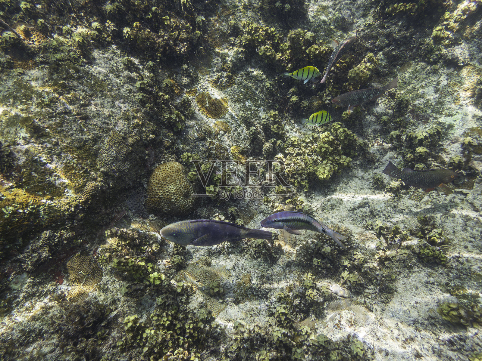 与鹦嘴鱼和小丑鱼一起浮潜照片摄影图片