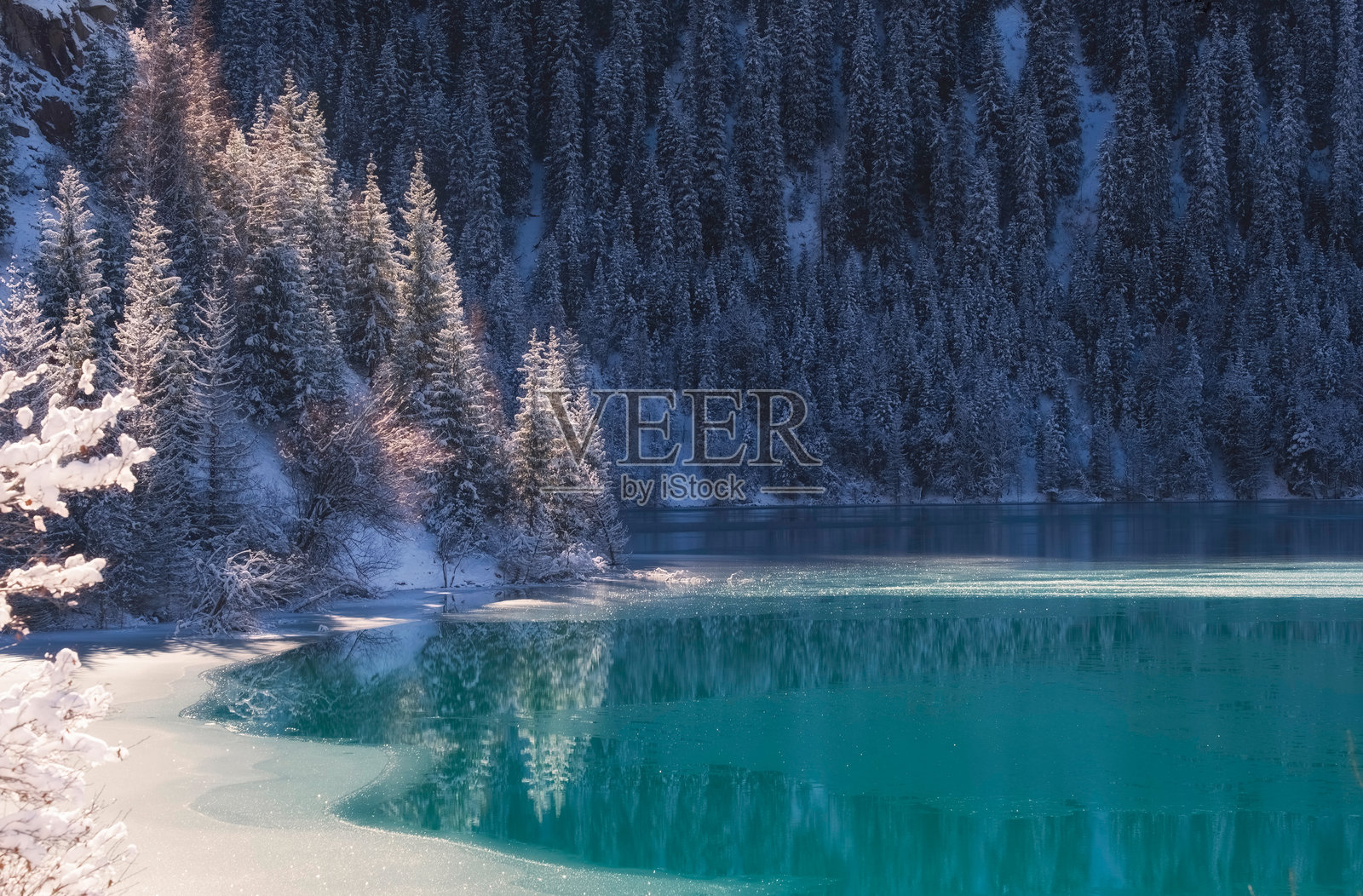 哈萨克斯坦阿拉木图的伊塞克湖，冬季的蓝色湖泊被白色蓬松的雪覆盖的云杉森林环绕。照片摄影图片