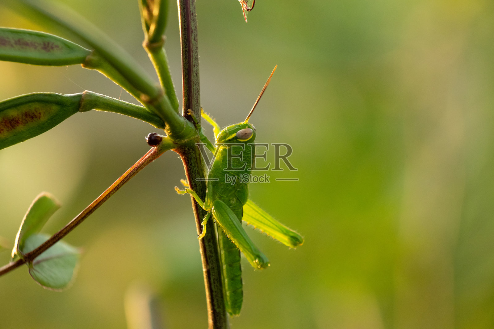 蚱蜢照片摄影图片