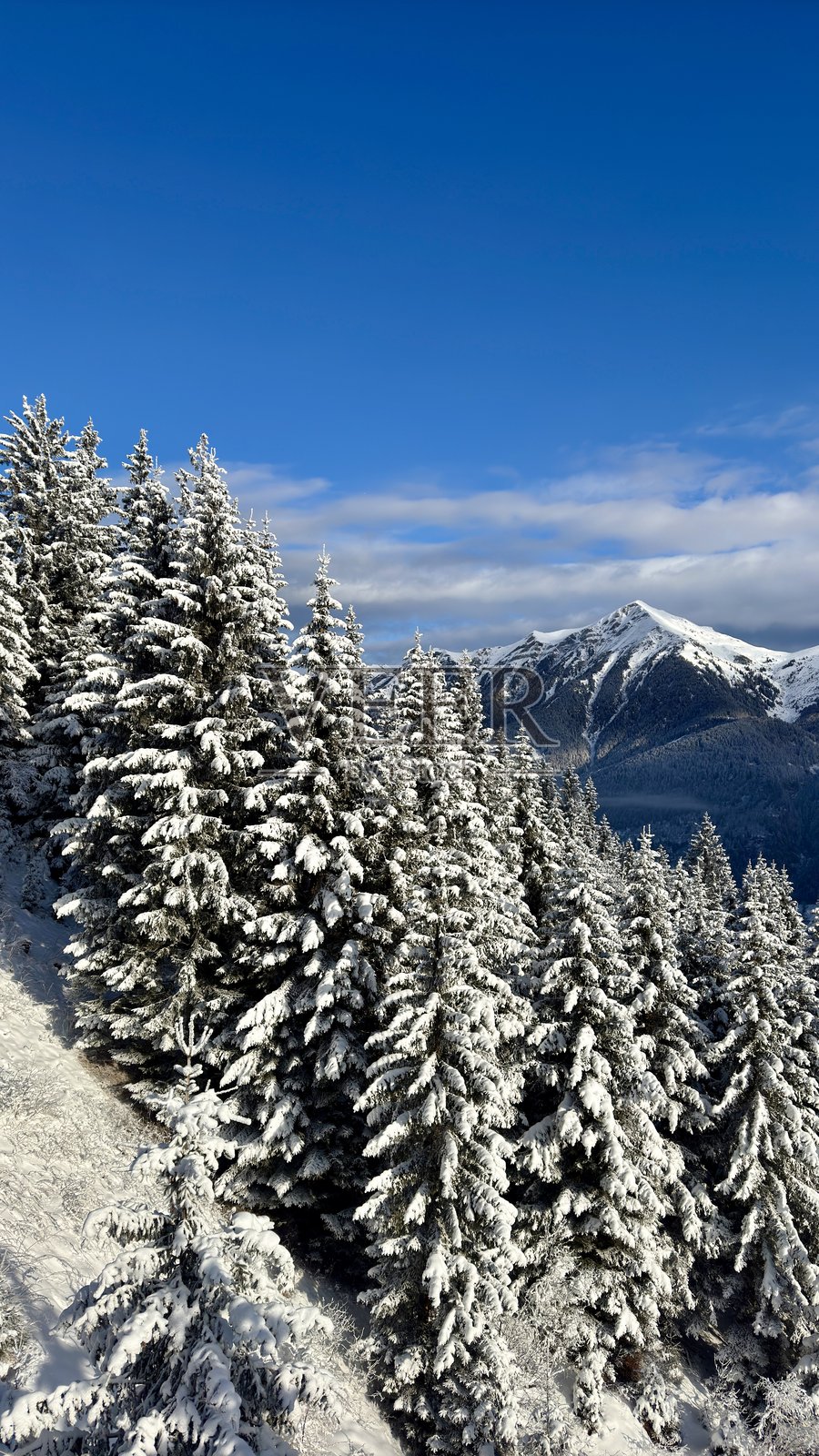 奥地利阿尔卑斯山坡上的雪覆盖的针叶林和晴朗的天空照片摄影图片
