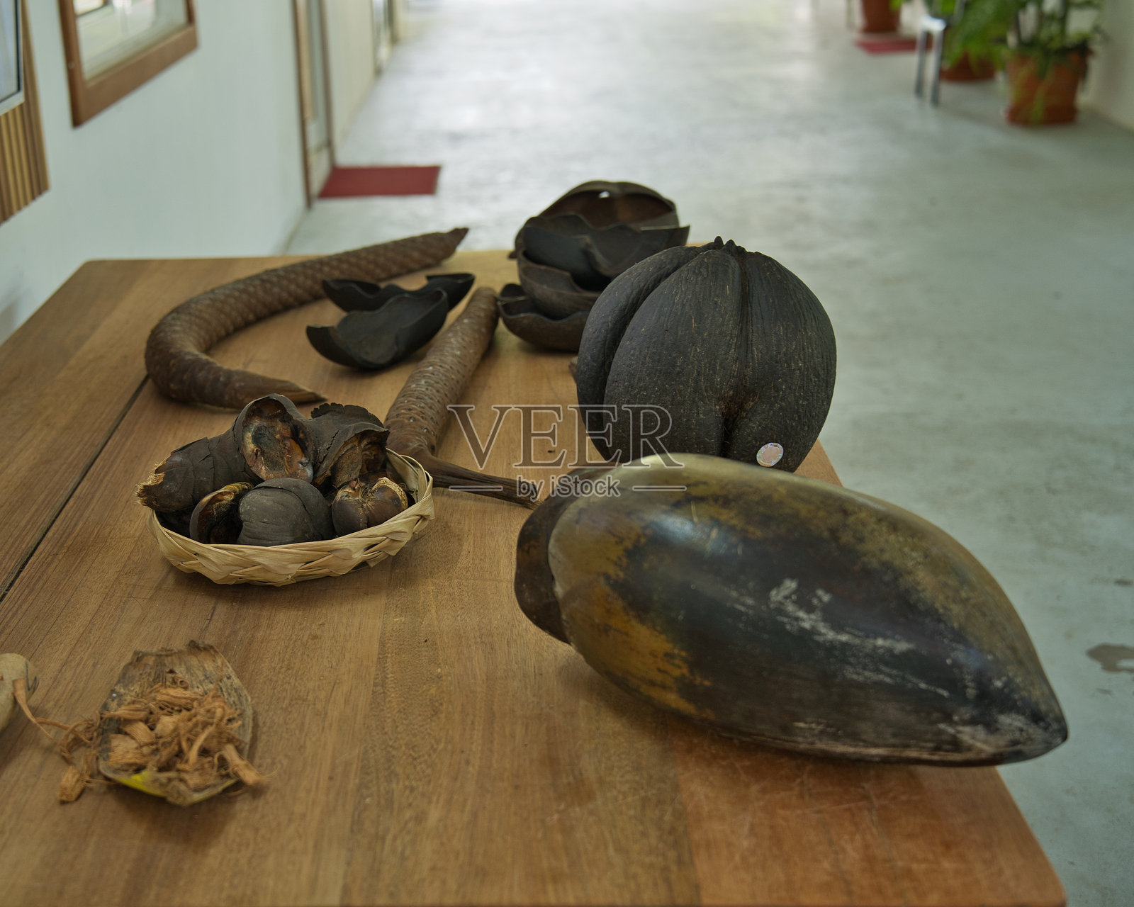 椰子海豚的雄性和雌性果实作为展示放在桌子上照片摄影图片