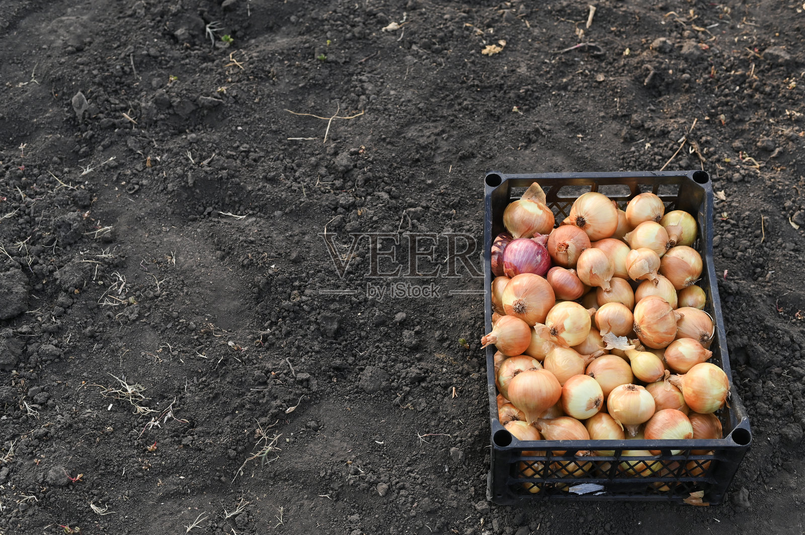 地上放着一箱洋葱。模型展示。照片摄影图片