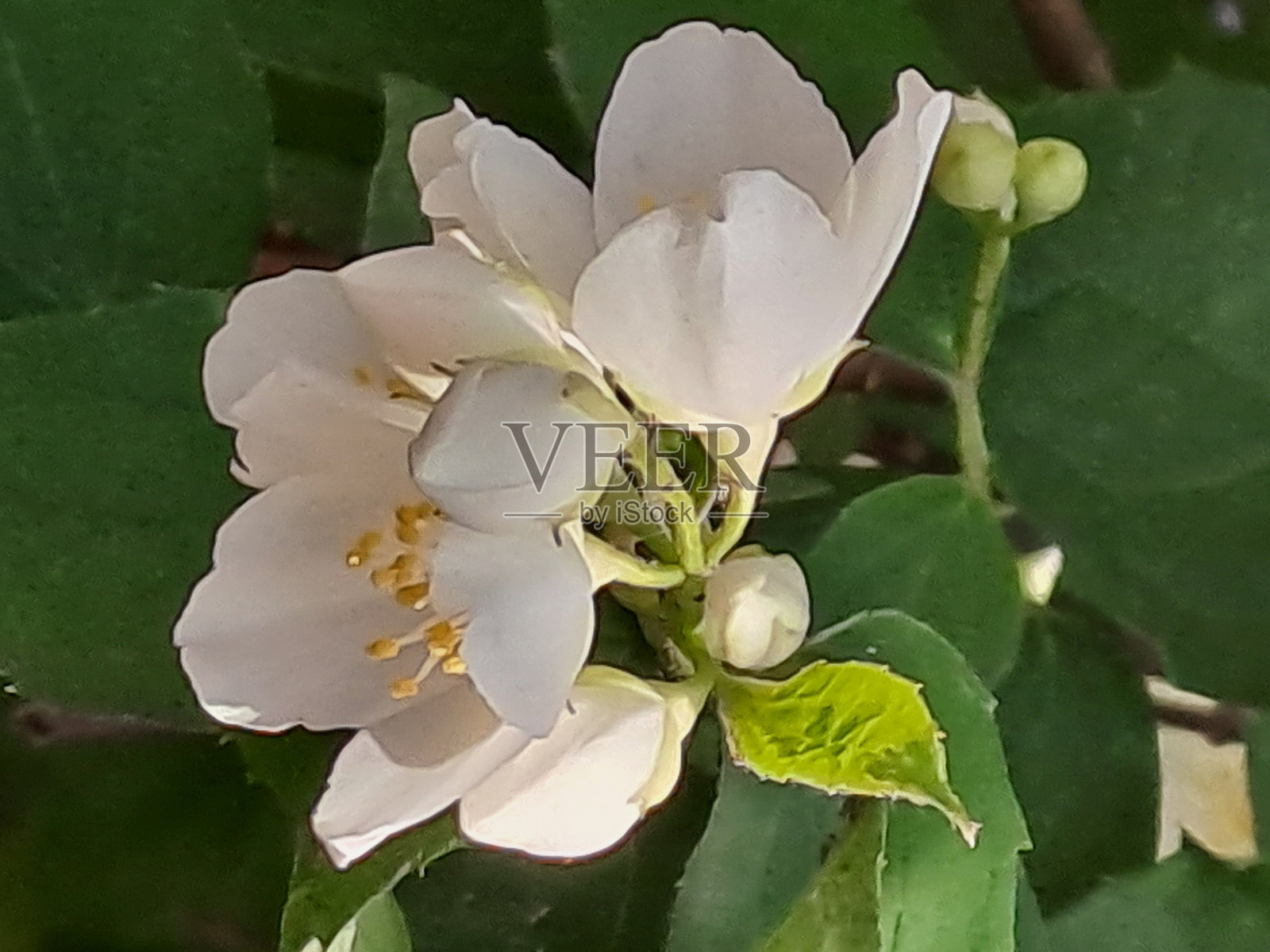 花朵，夏天，白天照片摄影图片