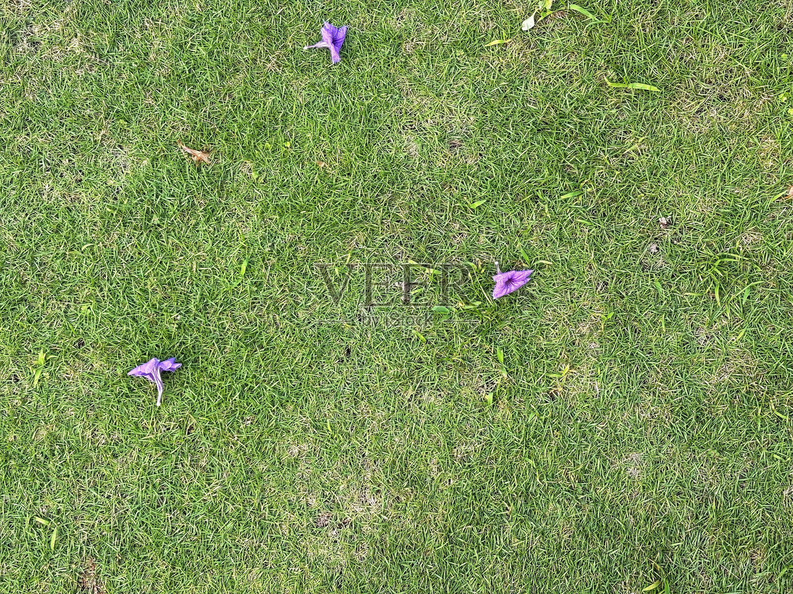 草坪上紫色花朵飘落照片摄影图片