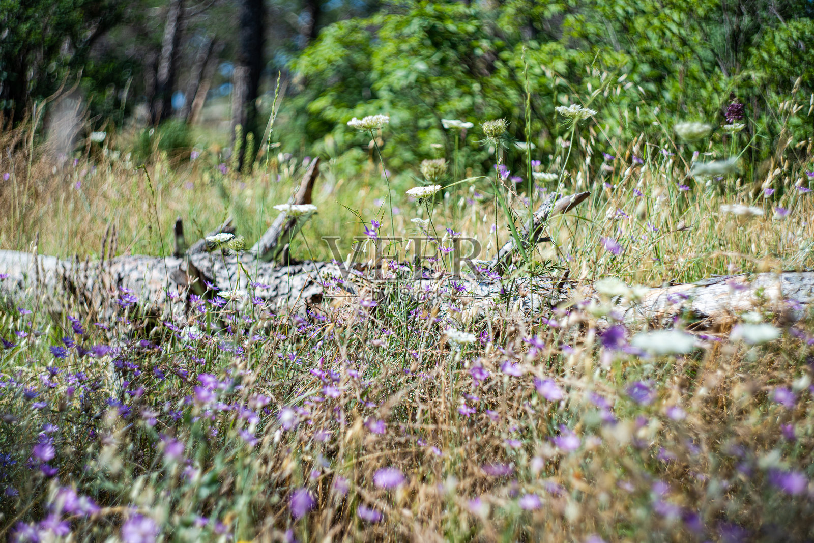 野生自然风光与花卉照片摄影图片