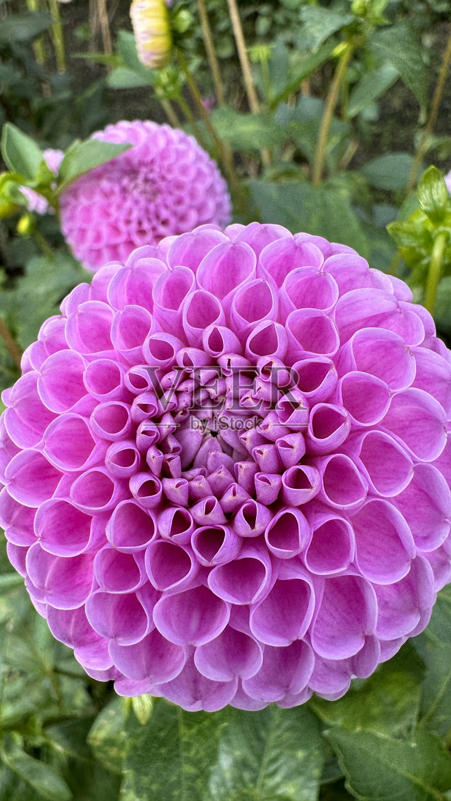 粉色盛开的圆形大丽花照片摄影图片