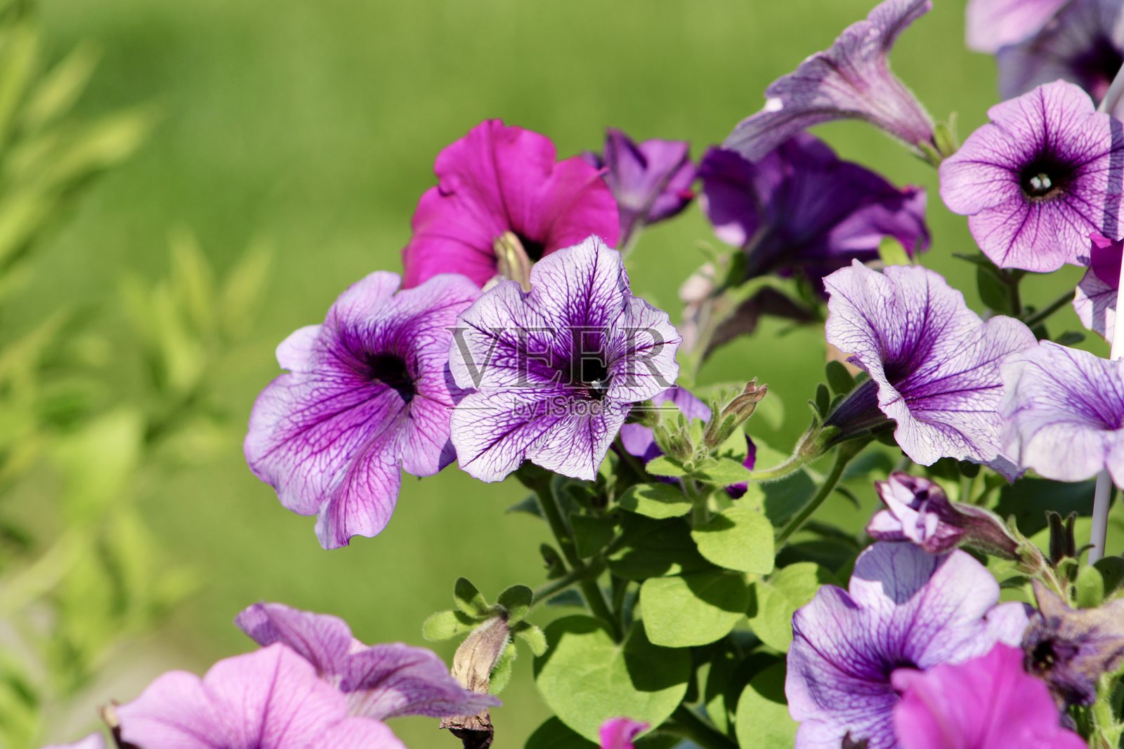 矮牵牛照片摄影图片