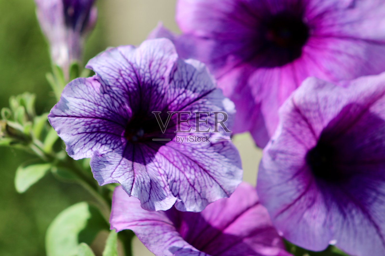 矮牵牛照片摄影图片