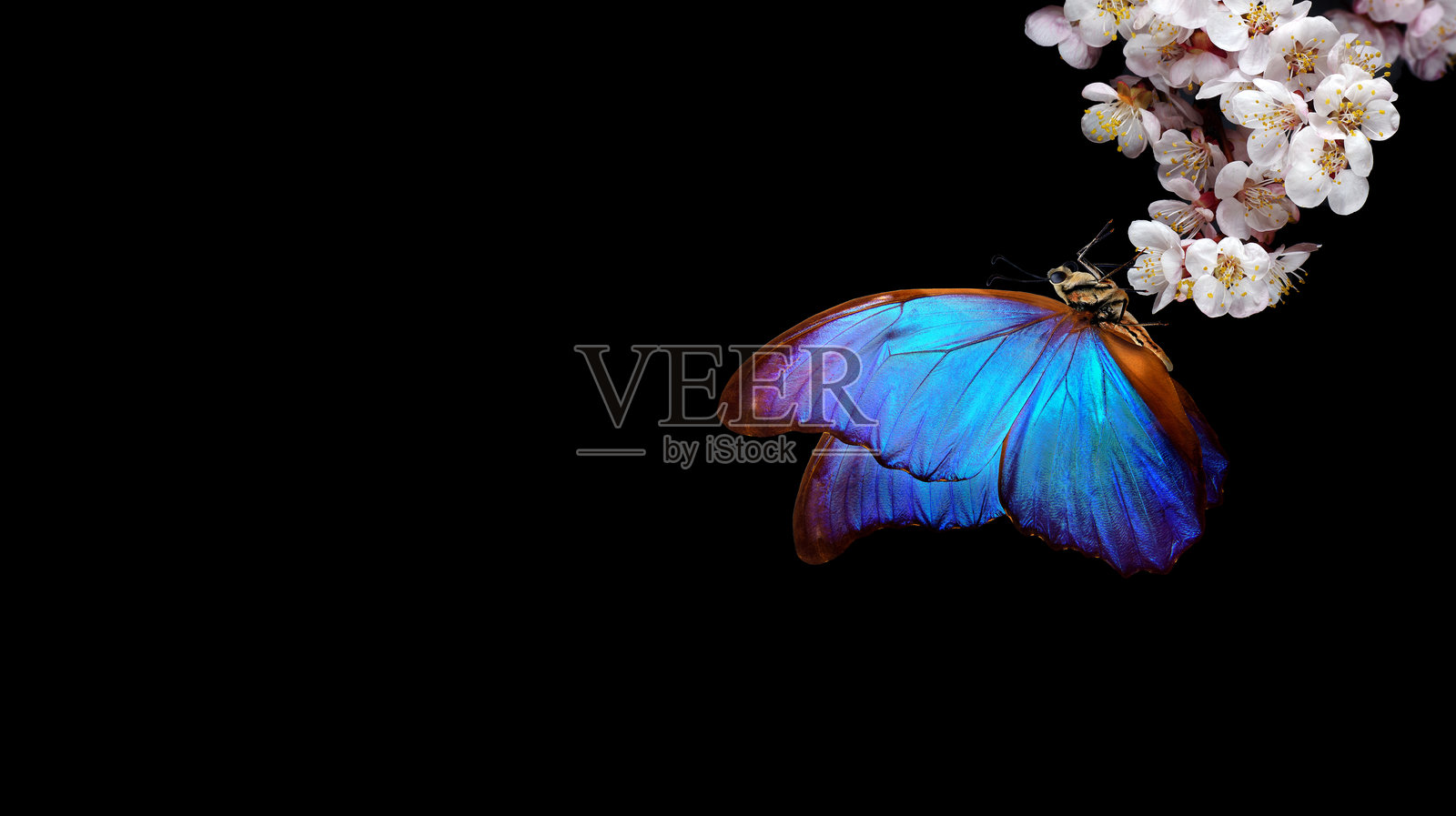 明亮的蓝色摩尔福蝶停在黑色春花上。孤立的杏花枝在黑色背景上。留白空间。照片摄影图片