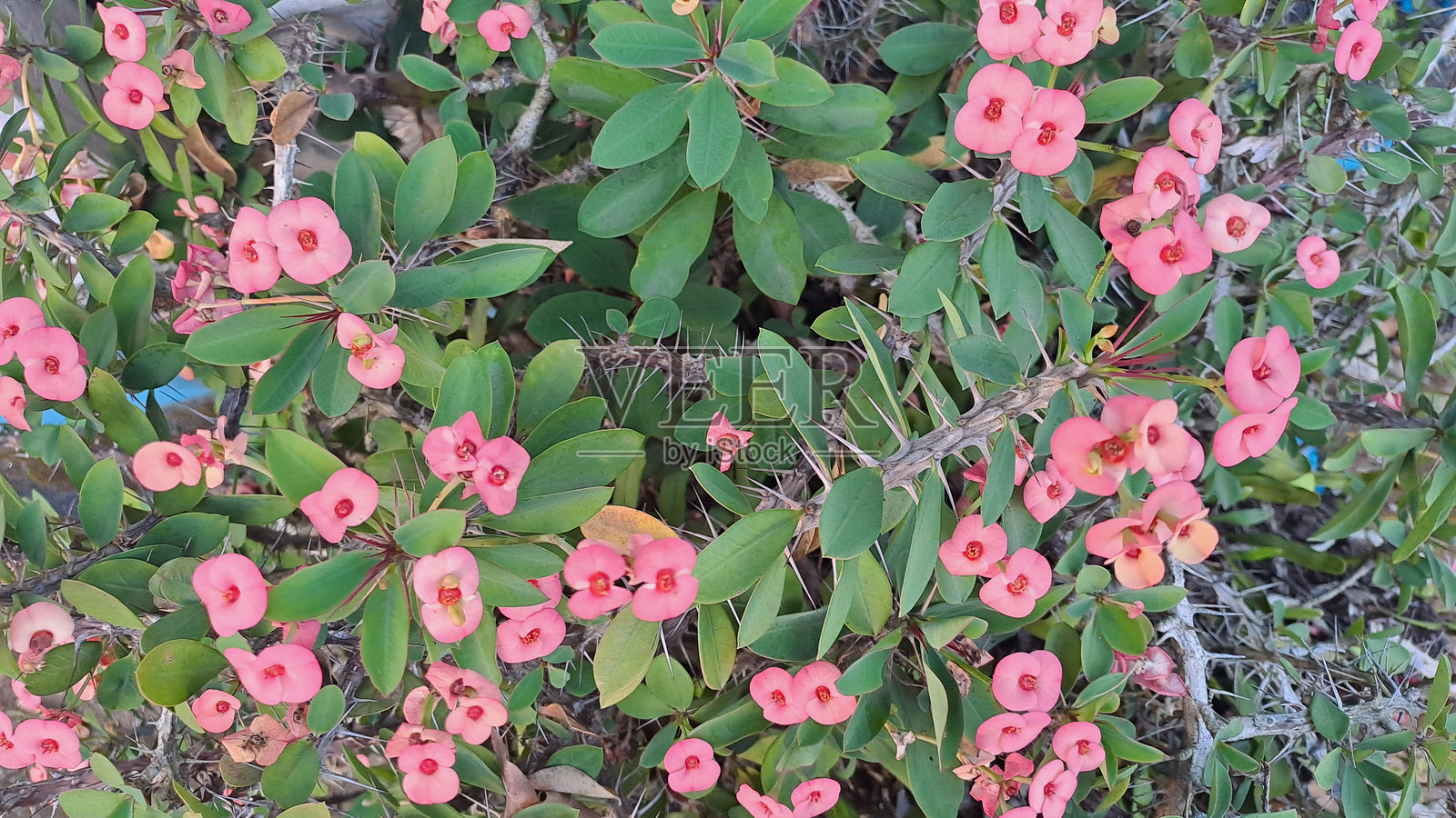 美丽的虎刺梅植物，开满花朵和绿叶。照片摄影图片