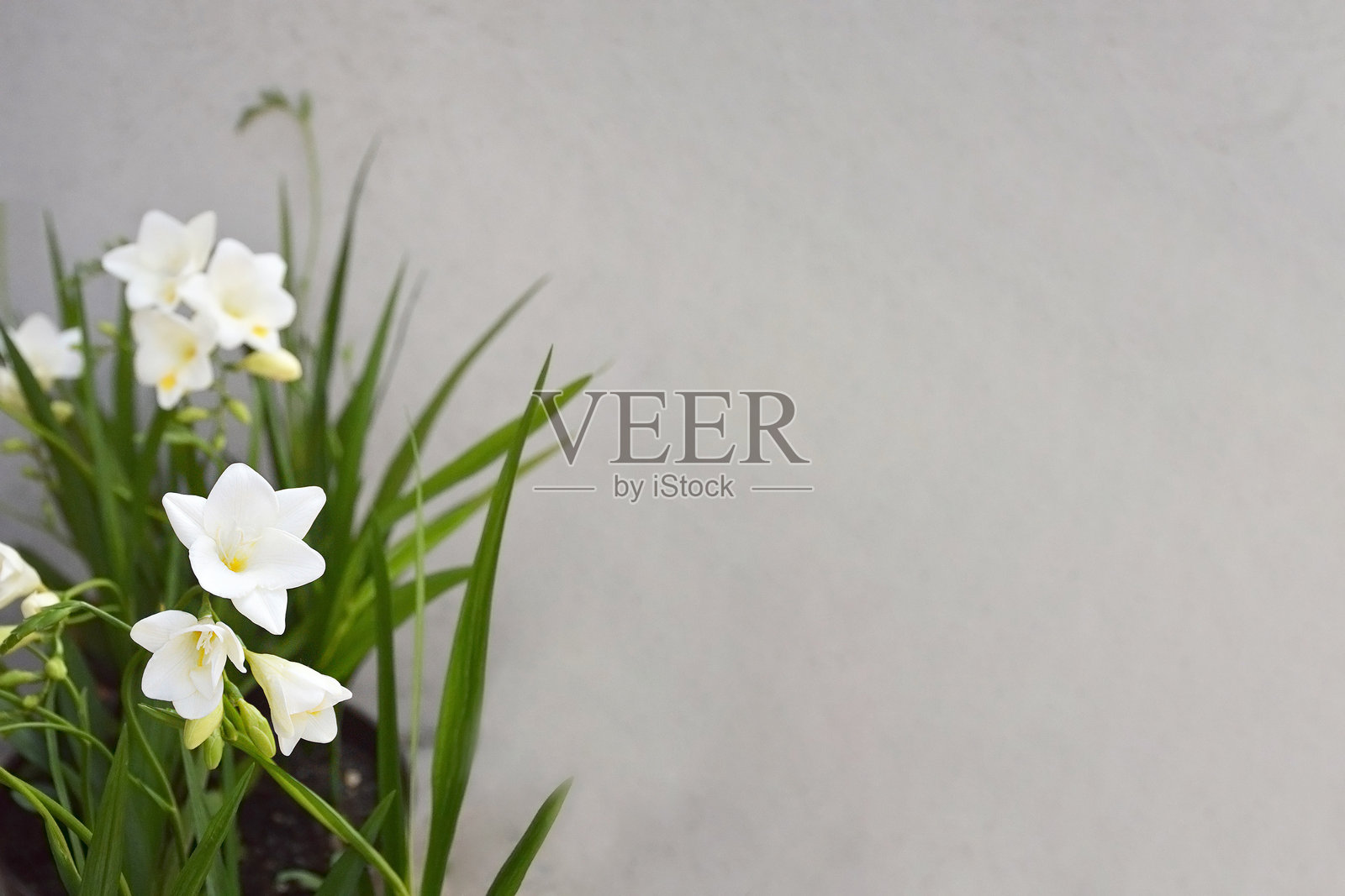 灰色背景上的白色小苍兰花，留有空白空间照片摄影图片