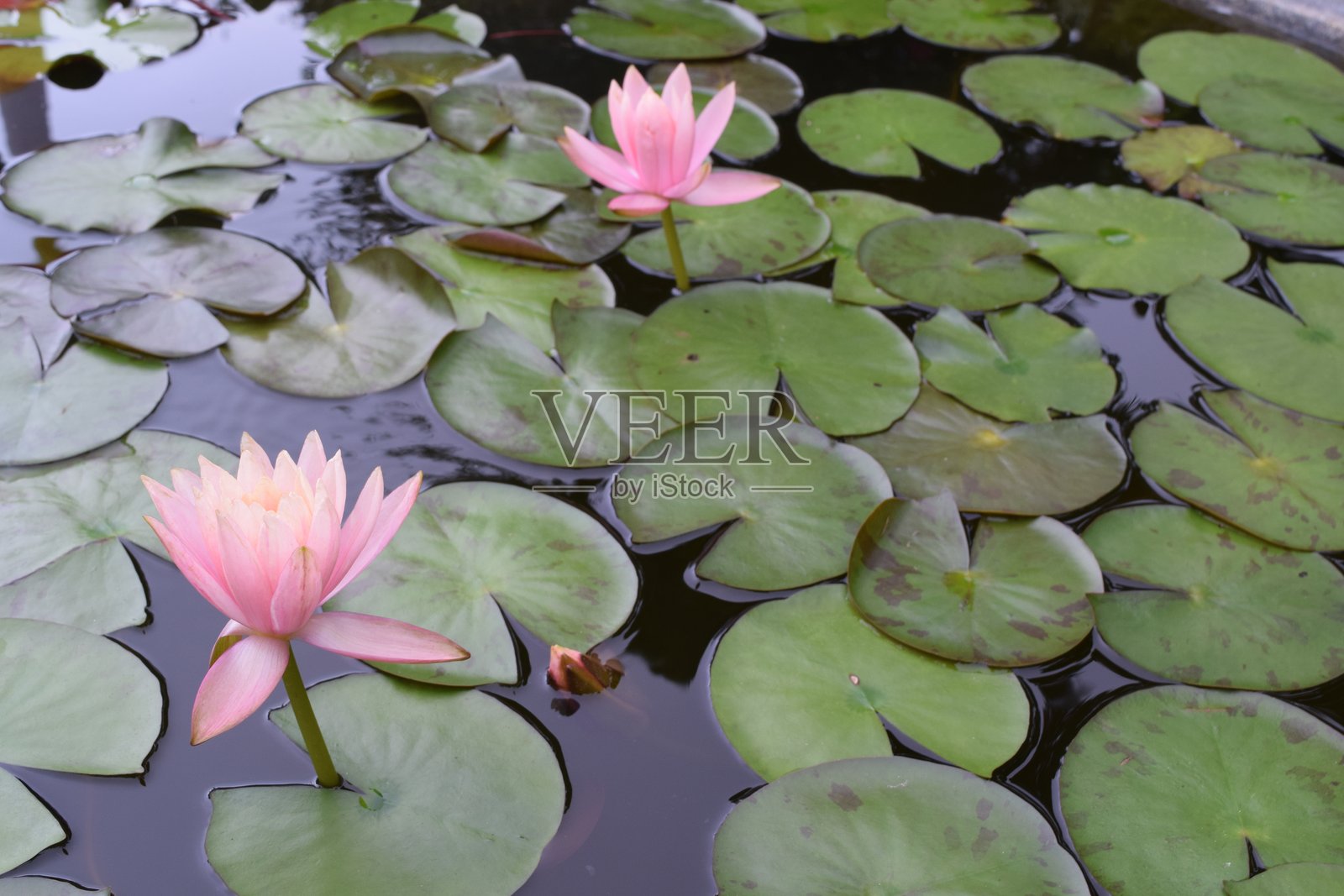 漂浮在水面上的莲花和莲叶照片摄影图片