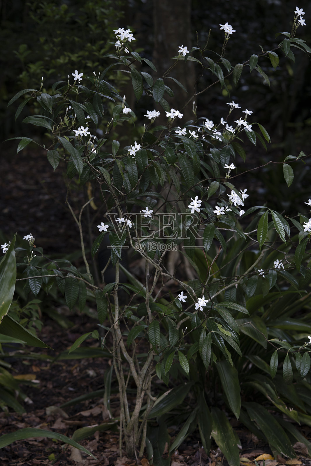 夜间花园中，白色花朵植物与深绿色叶子相映成趣照片摄影图片