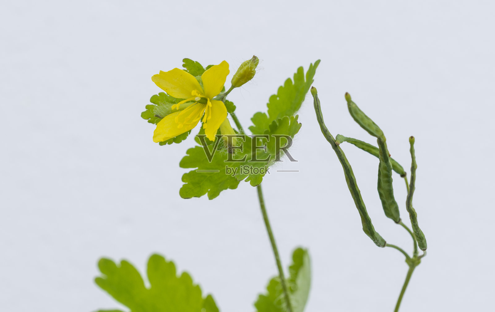 孤立的大黄花植物带花照片摄影图片