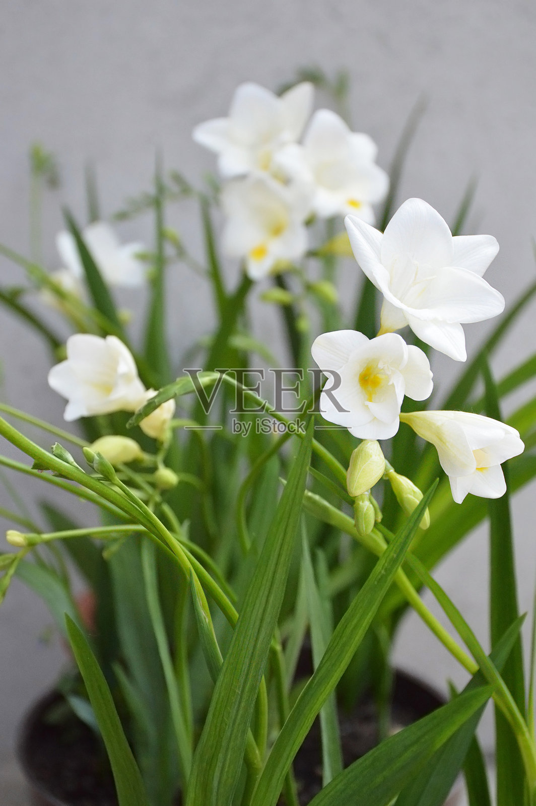 白色的香雪兰花在花盆里照片摄影图片