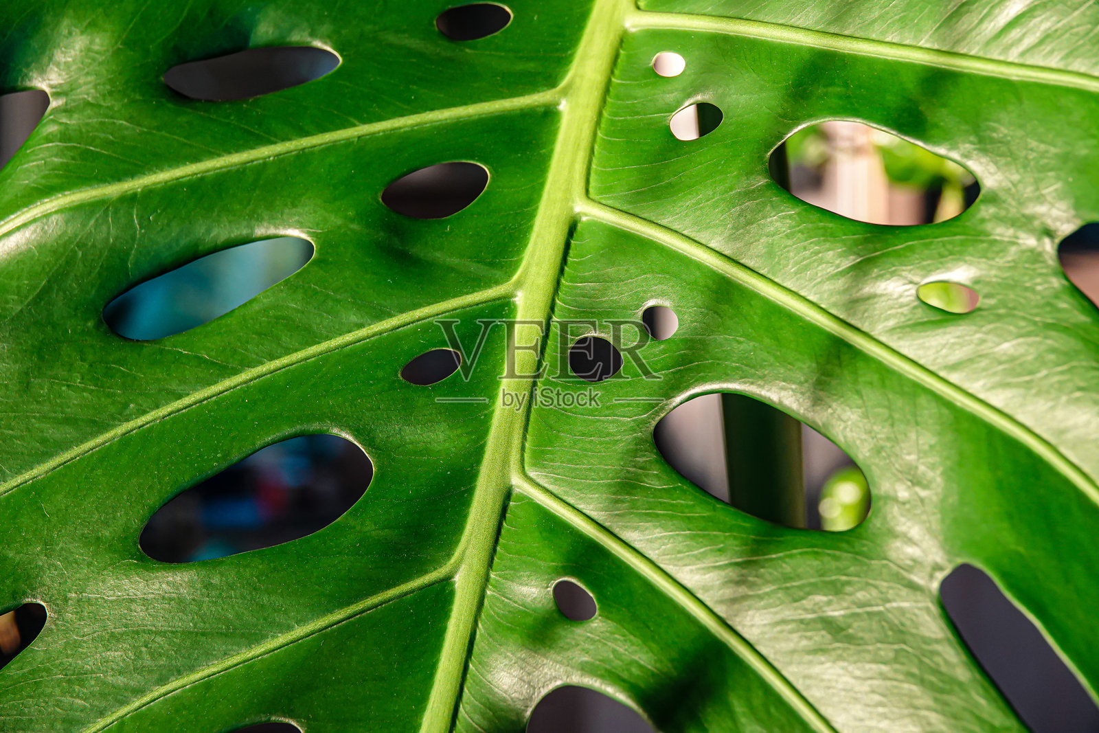 特写，微距：瑞士奶酪植物的鲜绿色叶子，带有孔洞照片摄影图片